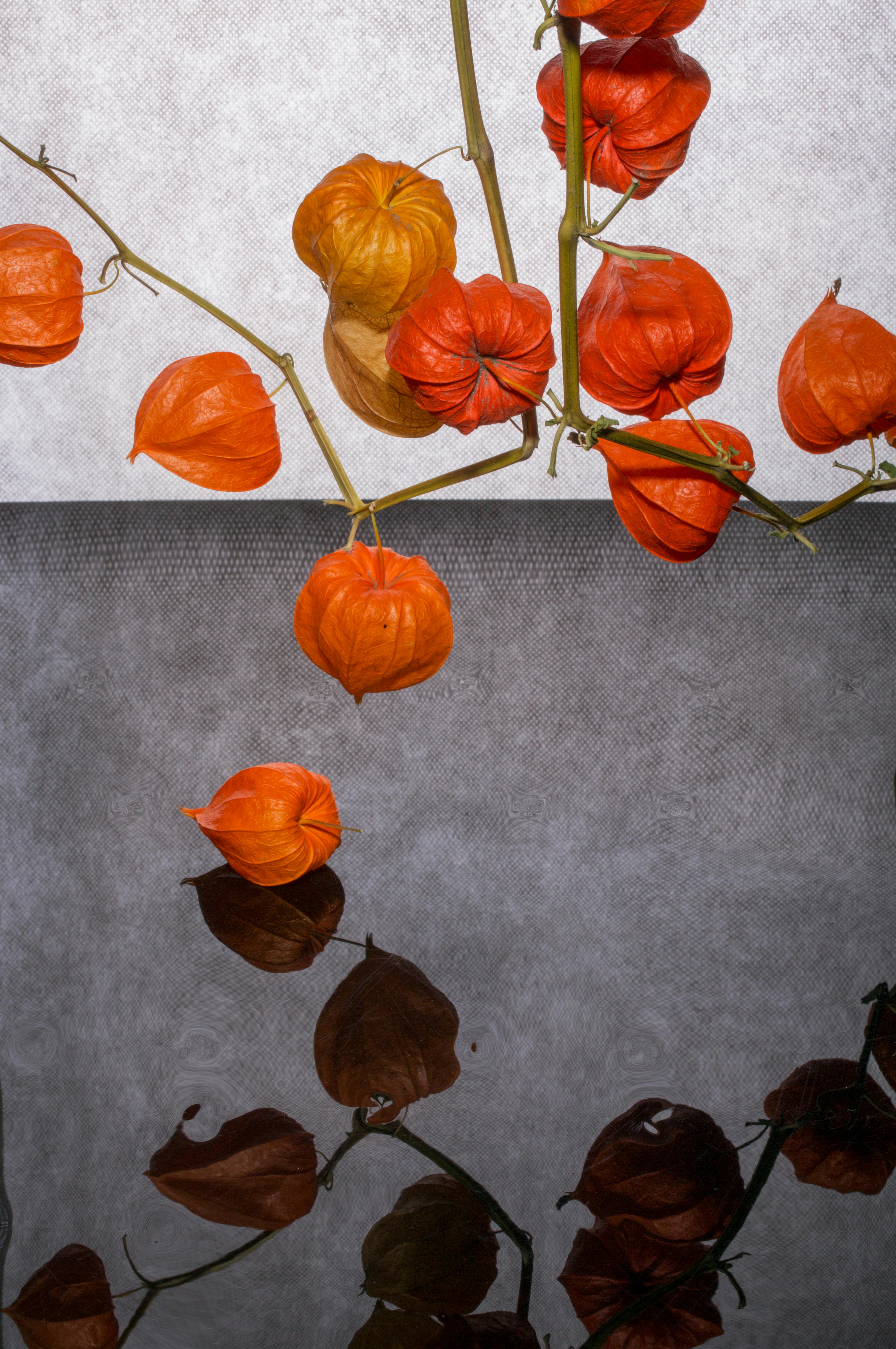 gratis Levendige Chinese lampionplant met opvallende reflectie en schaduwspel. Stockfoto