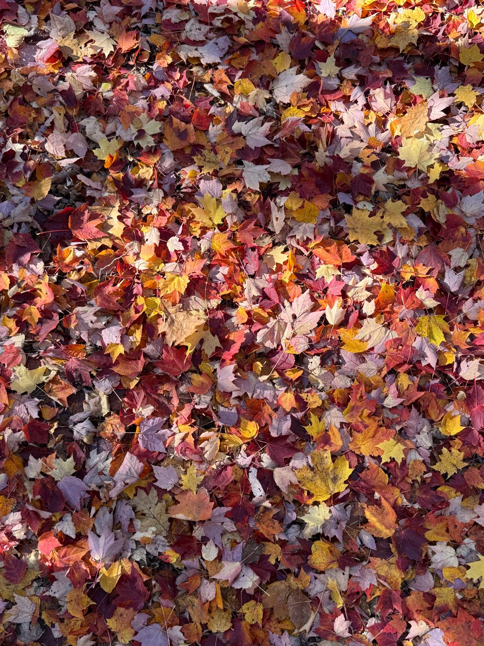 A colorful carpet of autumn leaves covering the forest floor, showcasing nature's vibrant fall palette.. pexels, colorful, ca