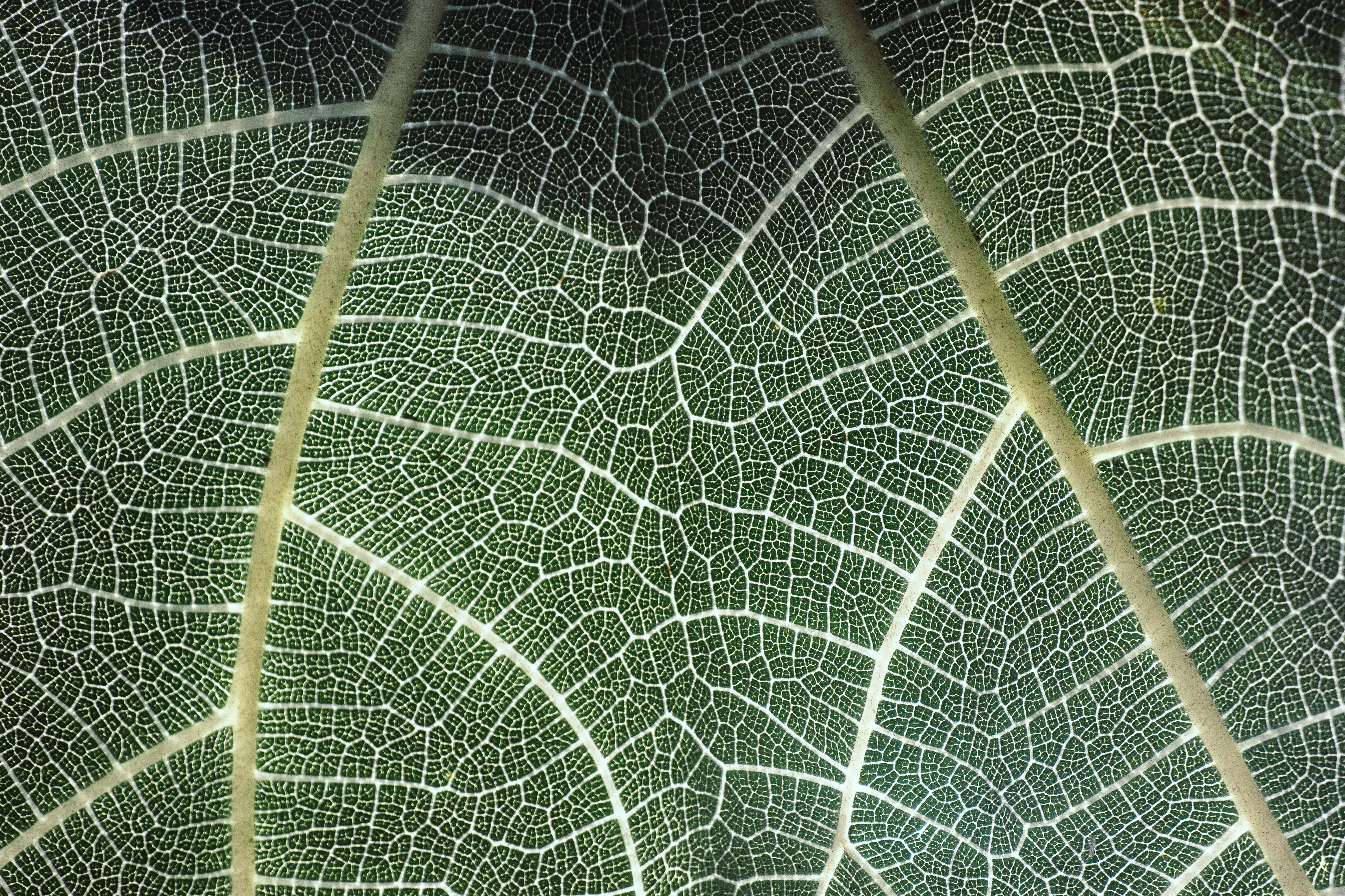 Close-Up of an Intricate Leaf Vein Pattern · Free Stock Photo