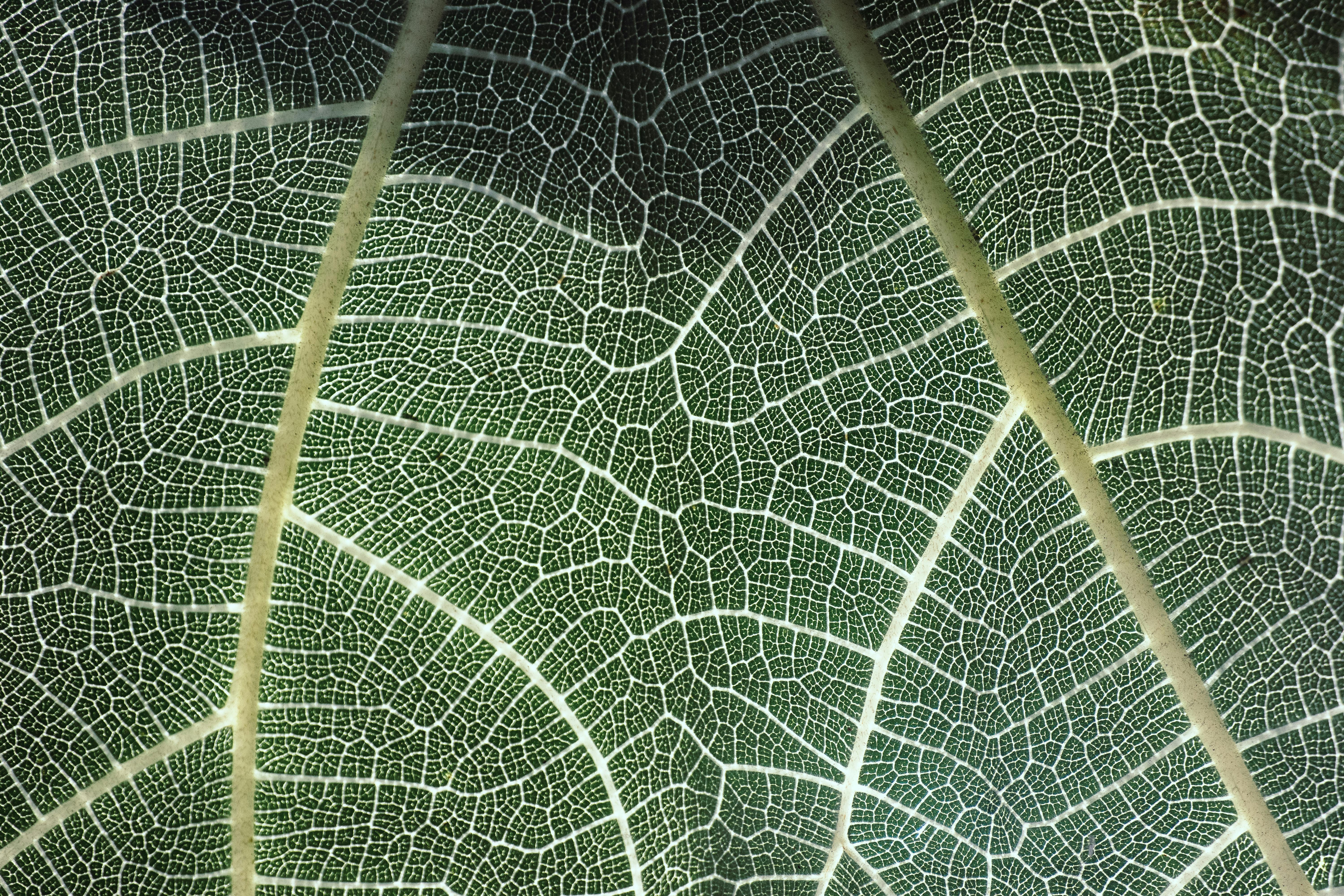 Ücretsiz Yaprağın damar yapısının ayrıntılı yakın çekim görüntüsü, karmaşık doğal desenleri sergiliyor. Stok Fotoğraflar