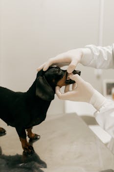 A dachshund receives a dental checkup at a veterinary clinic.