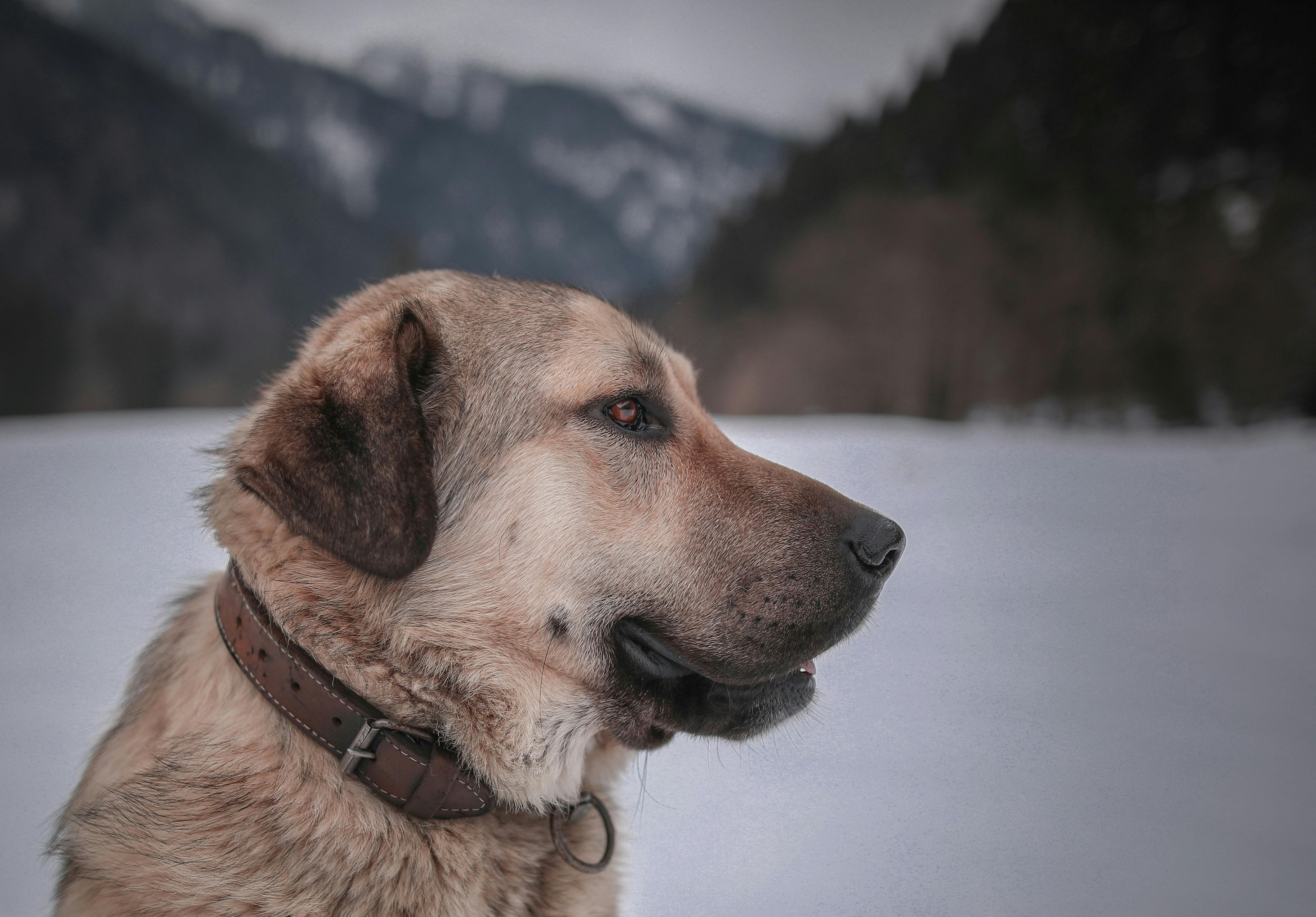 A mature Anatolian Shepherd Dog gazes calmly in a snowy mountainous region in Rize, Türkiye.