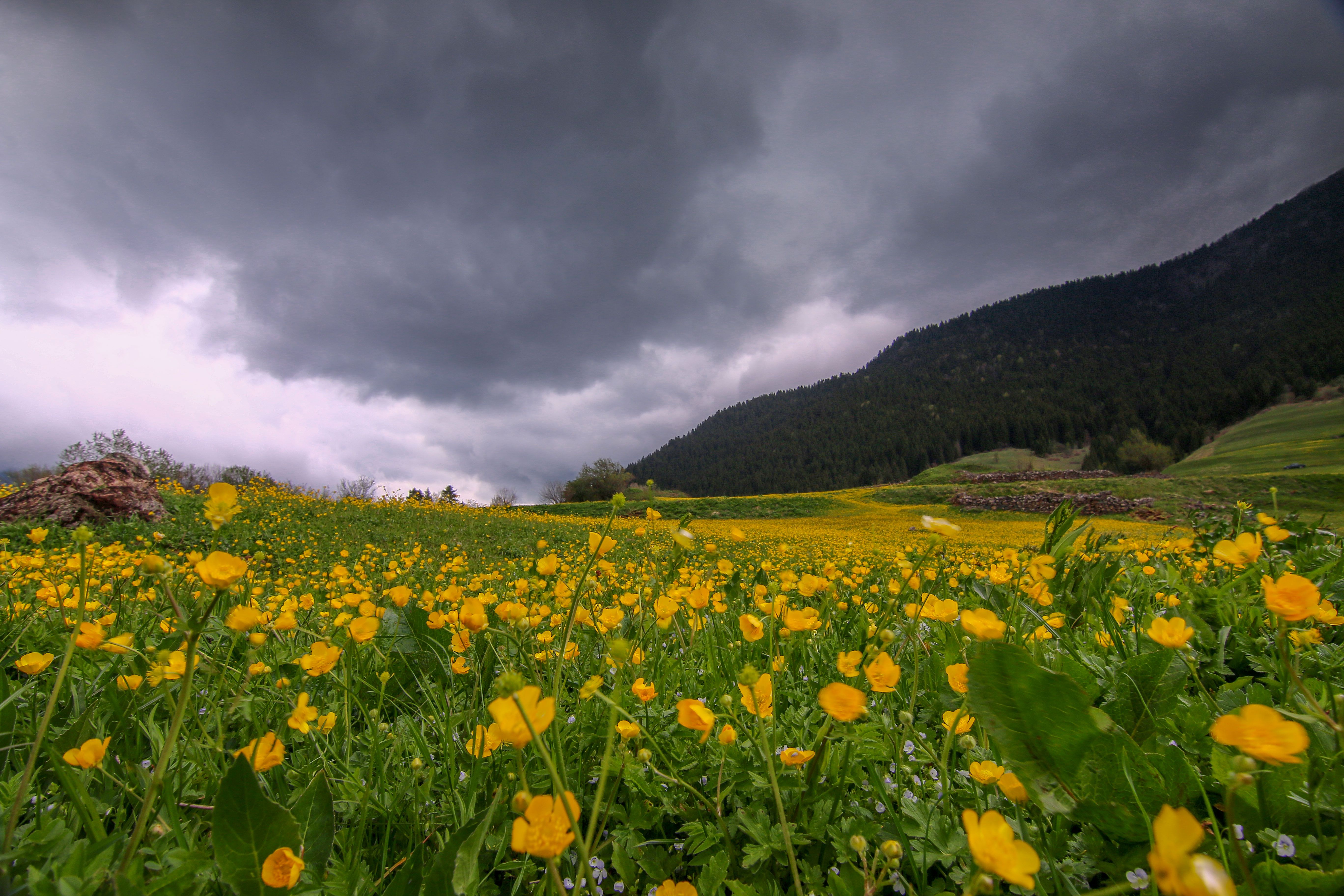 Dramatic Skies Over Yellow Flower Field in Rize · Free Stock Photo
