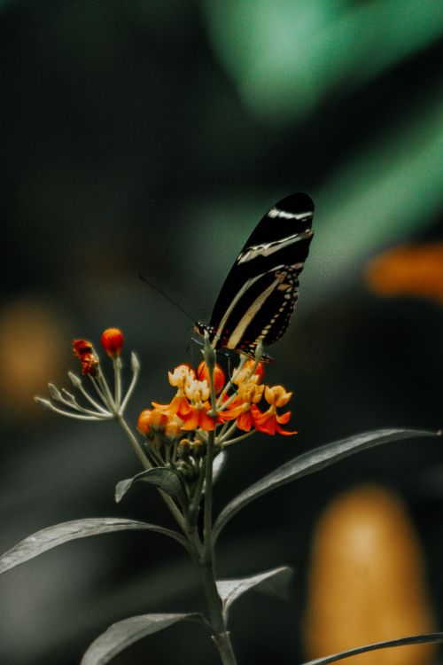 Free Close-up of a zebra butterfly feeding on bright orange flowers in a lush green garden. Stock Photo