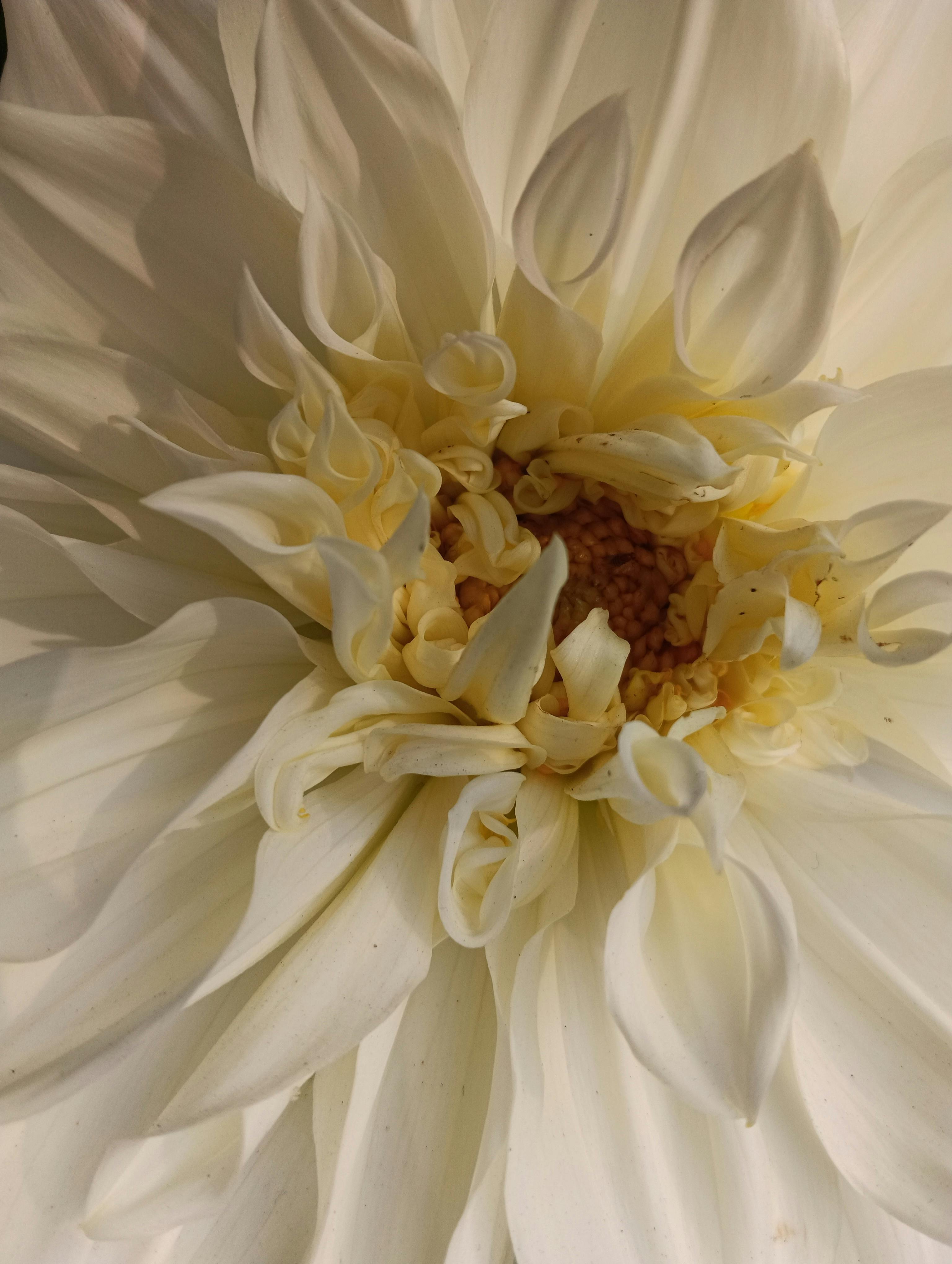 gratis Foto van een bloeiende witte dahlia, waarop de gedetailleerde bloemblaadjes en de zachte belichting goed te zien zijn. Stockfoto