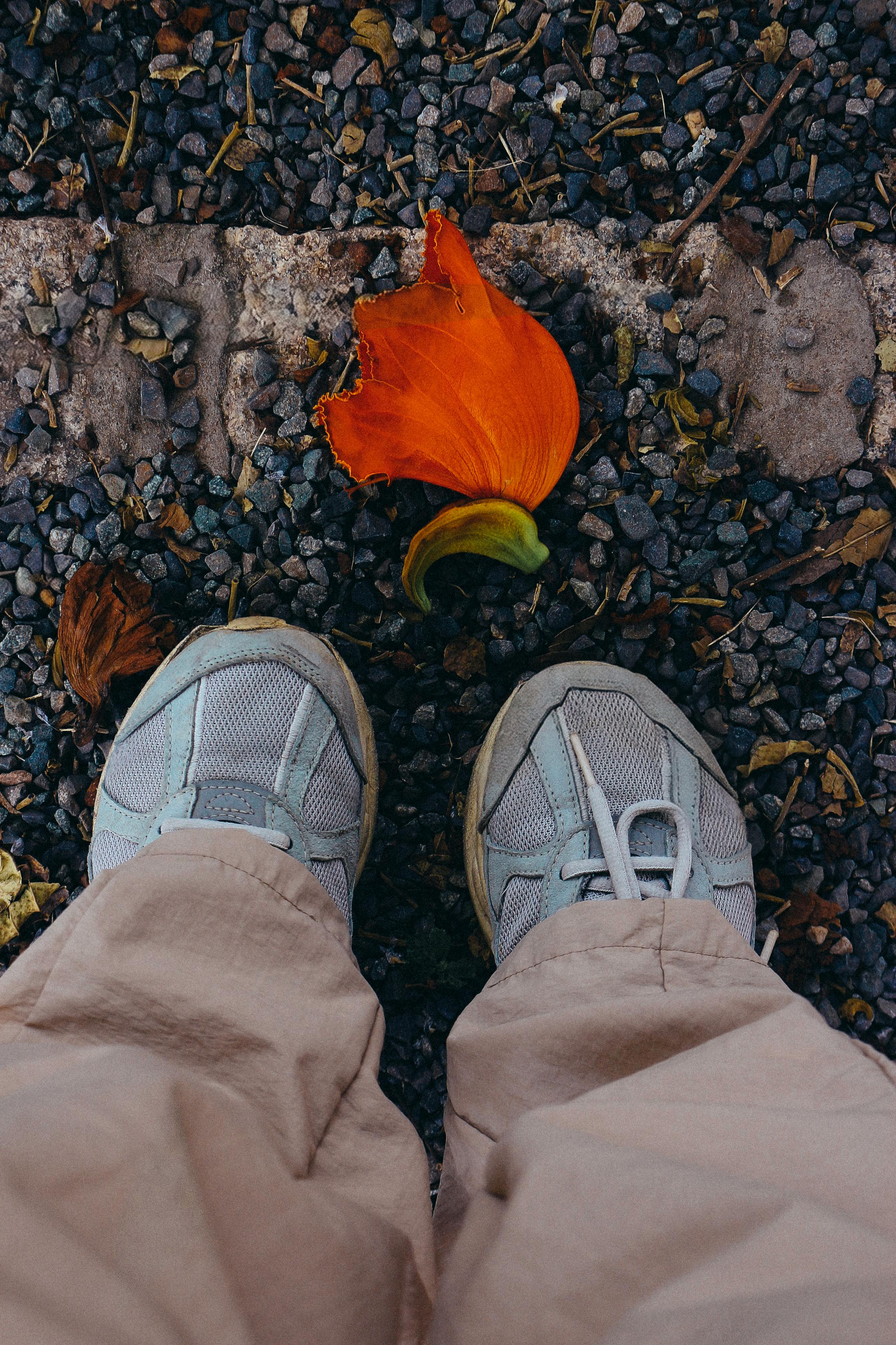 gratis Close-up van een persoon die op een grindpad staat met een oranje bloem en herfstbladeren. Stockfoto