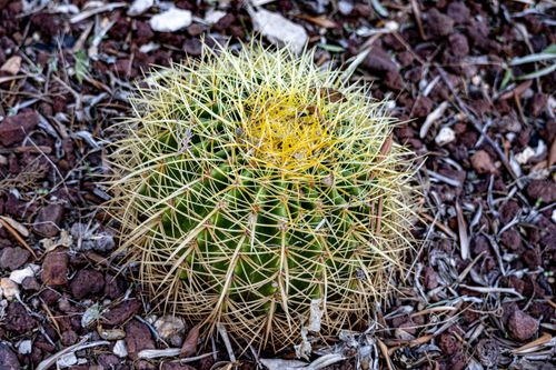 Free Close-up of a golden barrel cactus (Echinocactus grusonii) growing on rocky desert soil. Stock Photo