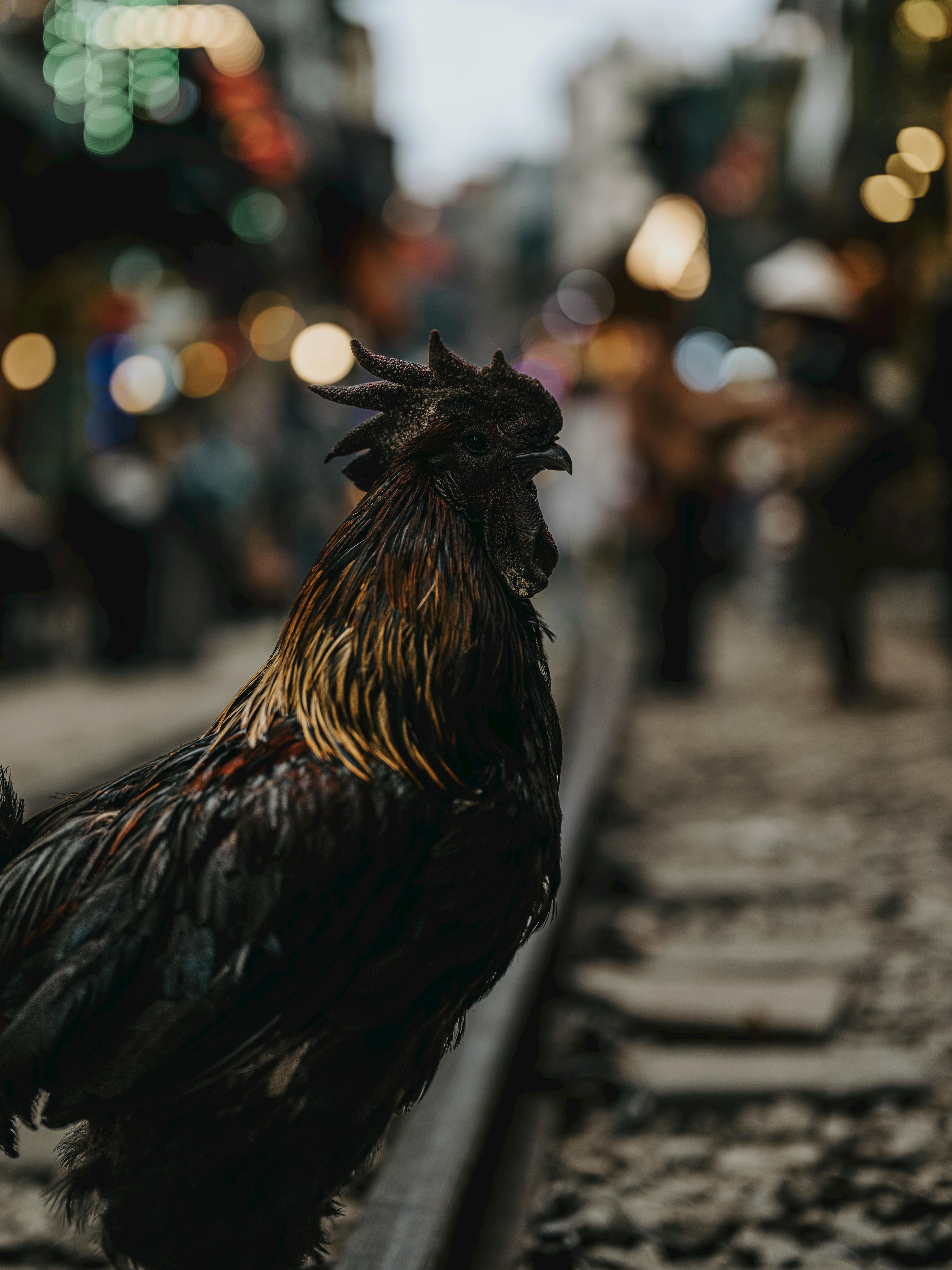 Δωρεάν Ένας κόκορας στέκεται σε μια σιδηροδρομική γραμμή στους ζωντανούς δρόμους του Ανόι, στο Βιετνάμ, απαθανατίζοντας την αστική ζωή. Φωτογραφία από στοκ φωτογραφιών