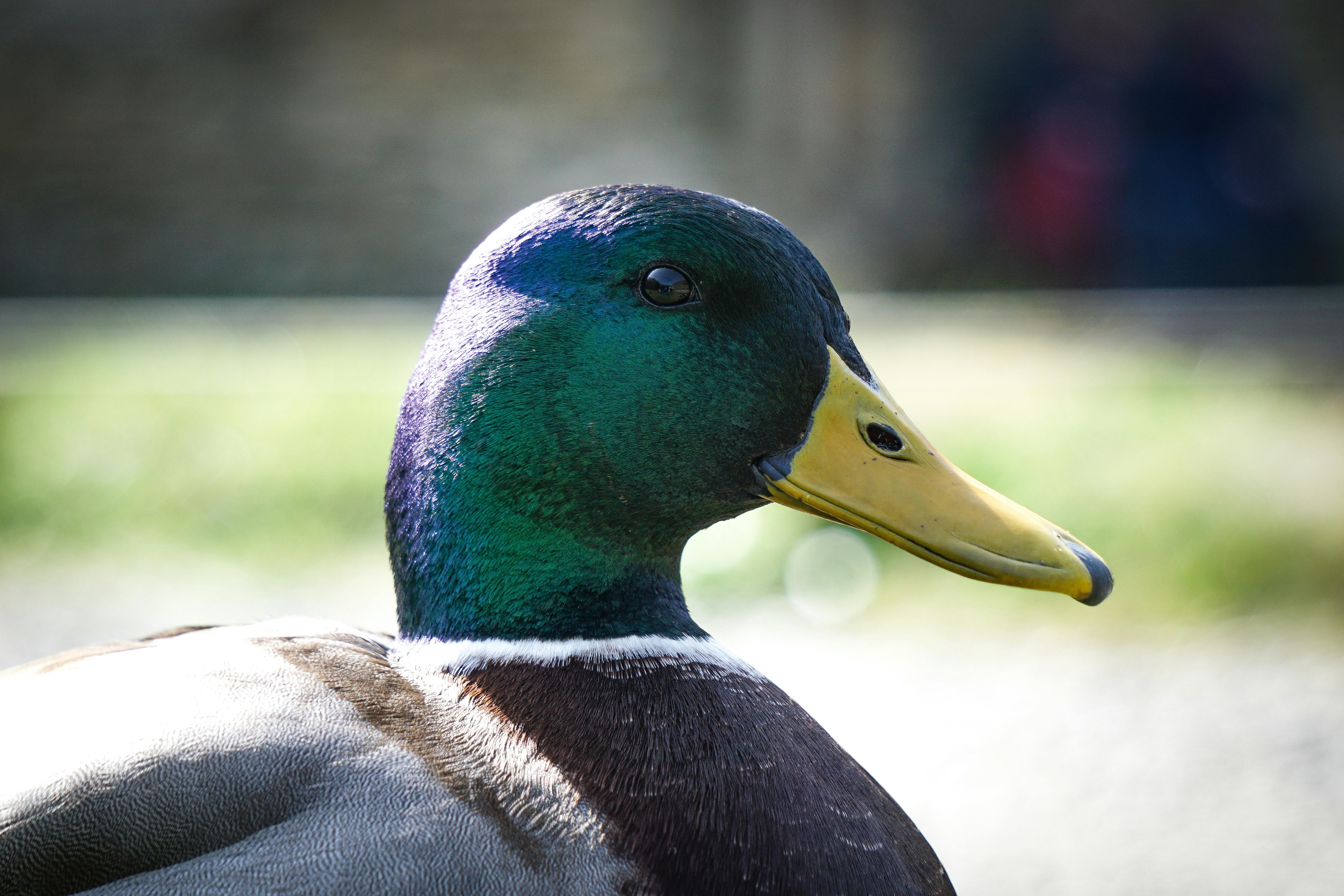 2012 Review of Drake Software — Drake Tax — Photo by Poppy Gitsham on Pexels