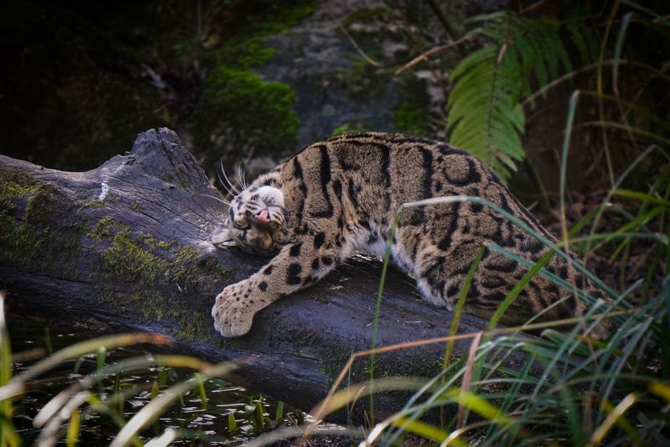 A clouded leopard lounging on a moss-covered log amidst forest vegetation, showcasing its unique spotted coat.