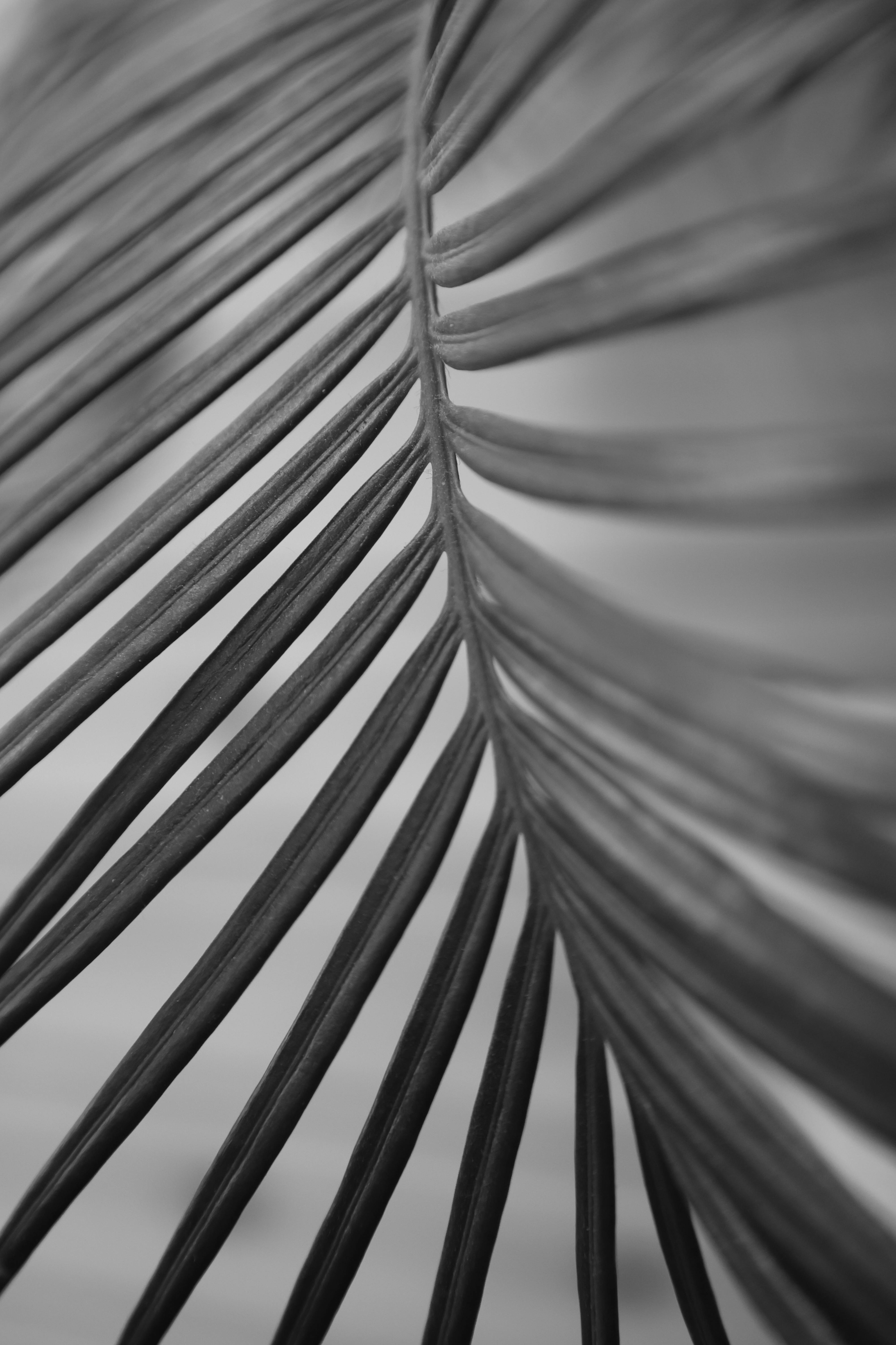 gratis Abstracte zwart-witweergave van een palmblad, waarop de natuurlijke patronen te zien zijn. Stockfoto