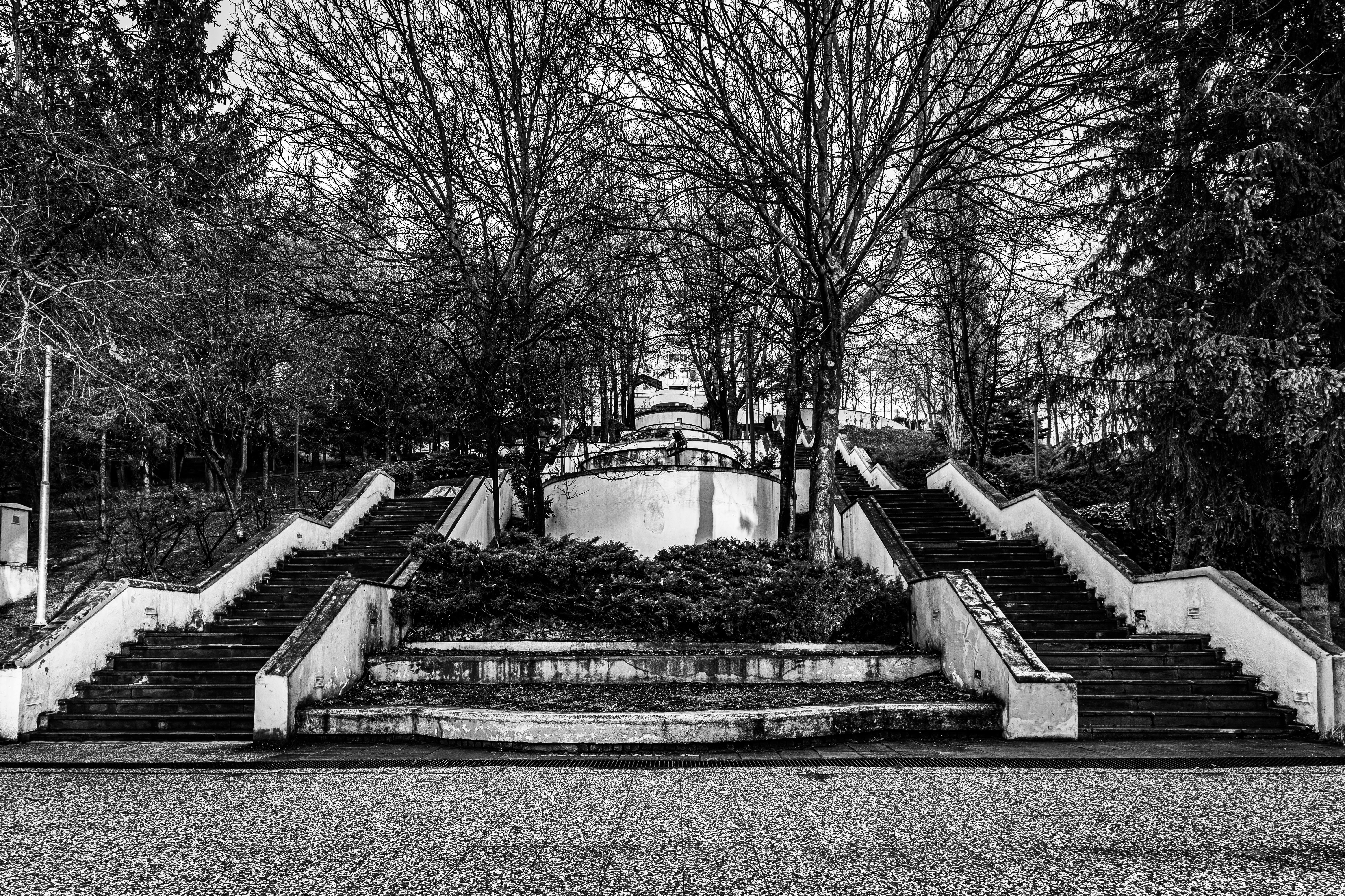 gratis Een monochrome trap, omgeven door kale winterbomen in een serene parkomgeving. Stockfoto