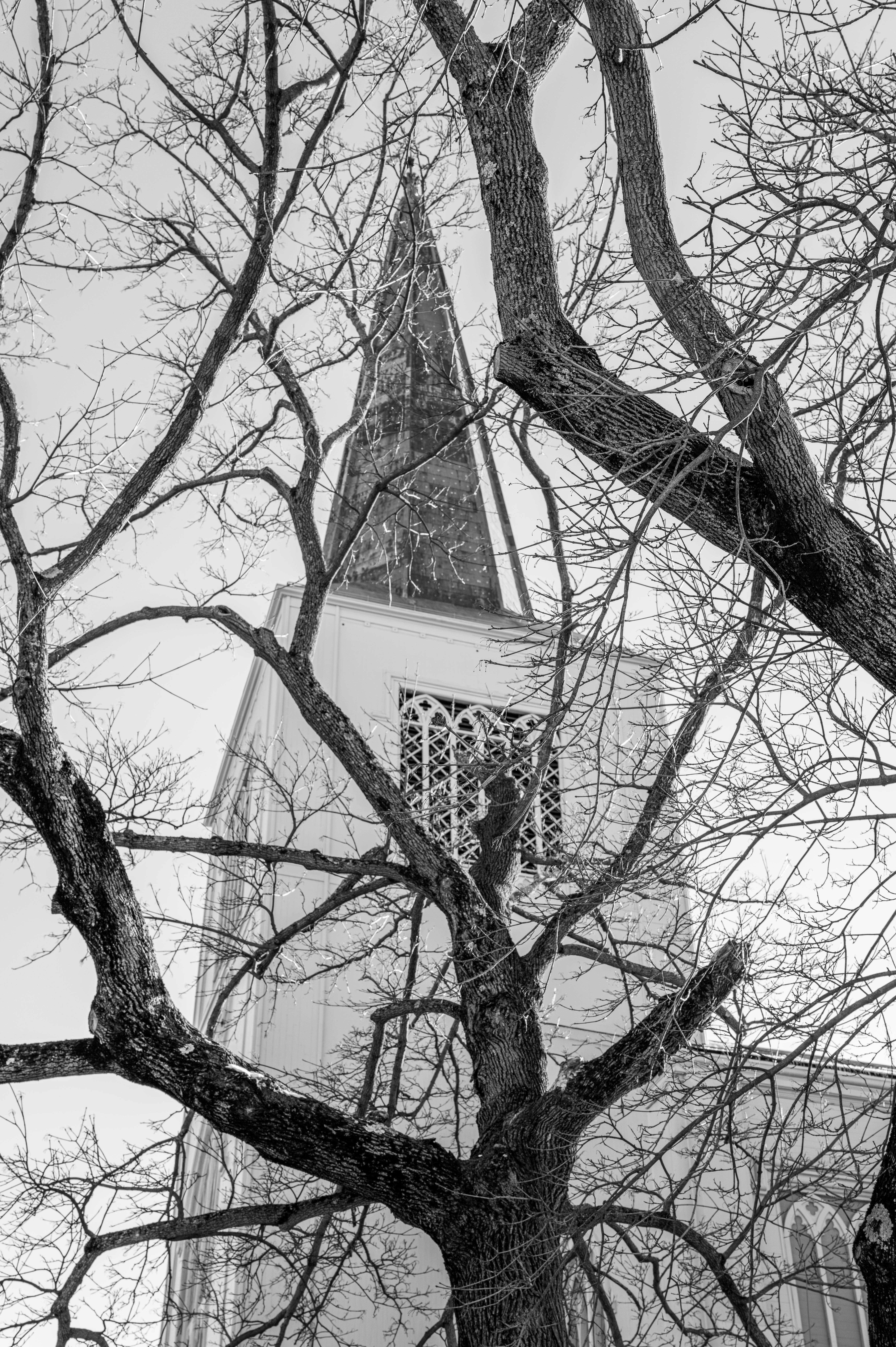Ilmainen Mustavalkoinen valokuva kirkon tornista paljaiden talvisten oksien välistä Cambridgessa, Massachusettsissa. Kuvapankkikuva