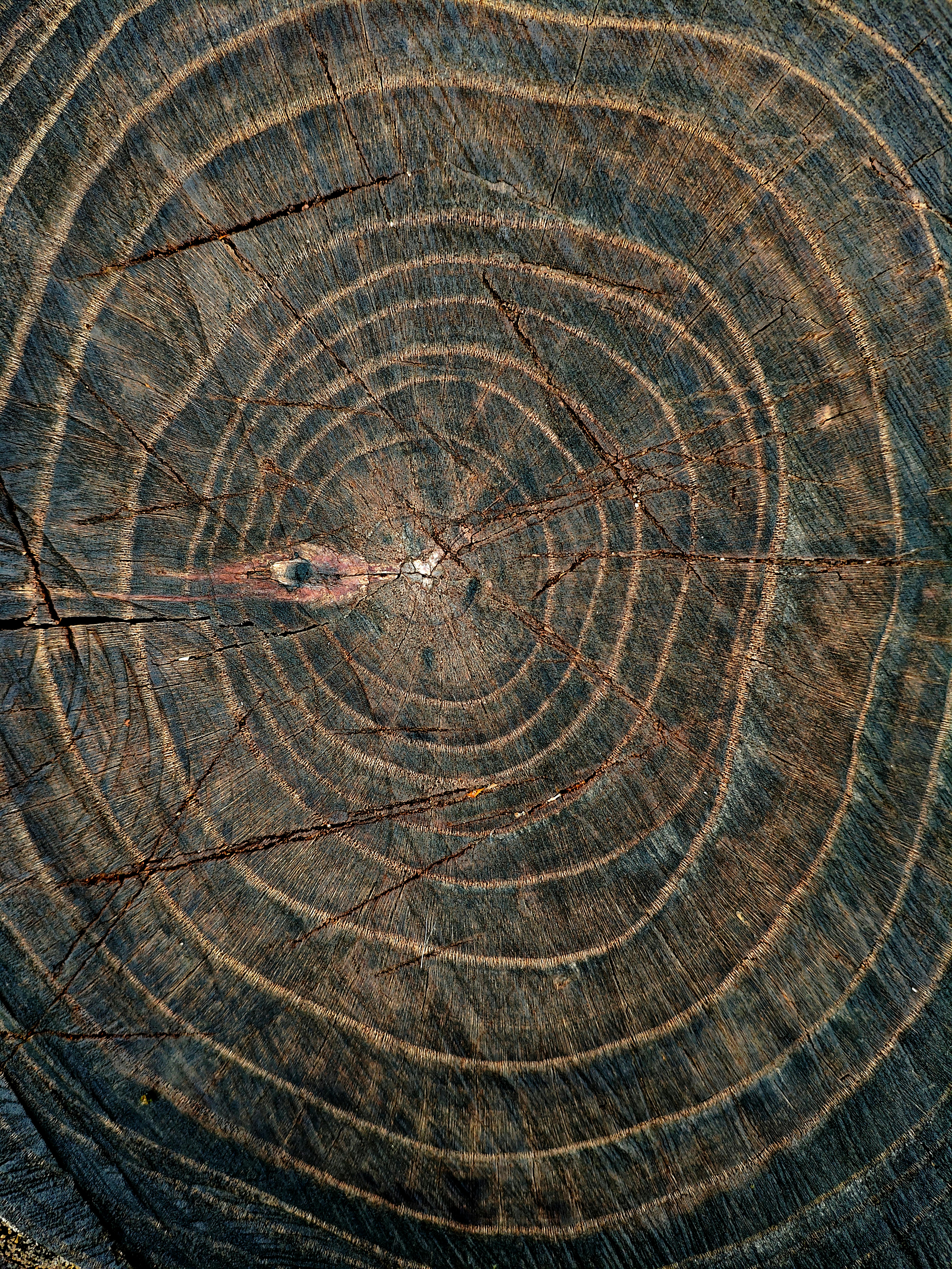Gratuit Gros plan détaillé des cernes d'un arbre révélant la beauté naturelle de ses schémas de croissance. Photos