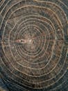 Close-up of Tree Rings Showing Natural Patterns