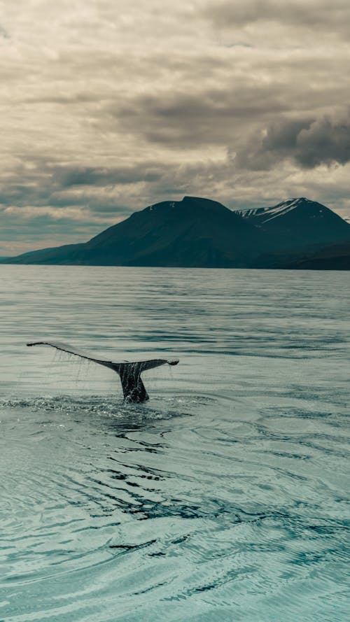アウトドア撮影, クジラ, クジラのひれ*の無料の写真素材