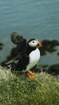 在冰岛海洋附近长满草的悬崖边缘，站着充满活力的海雀