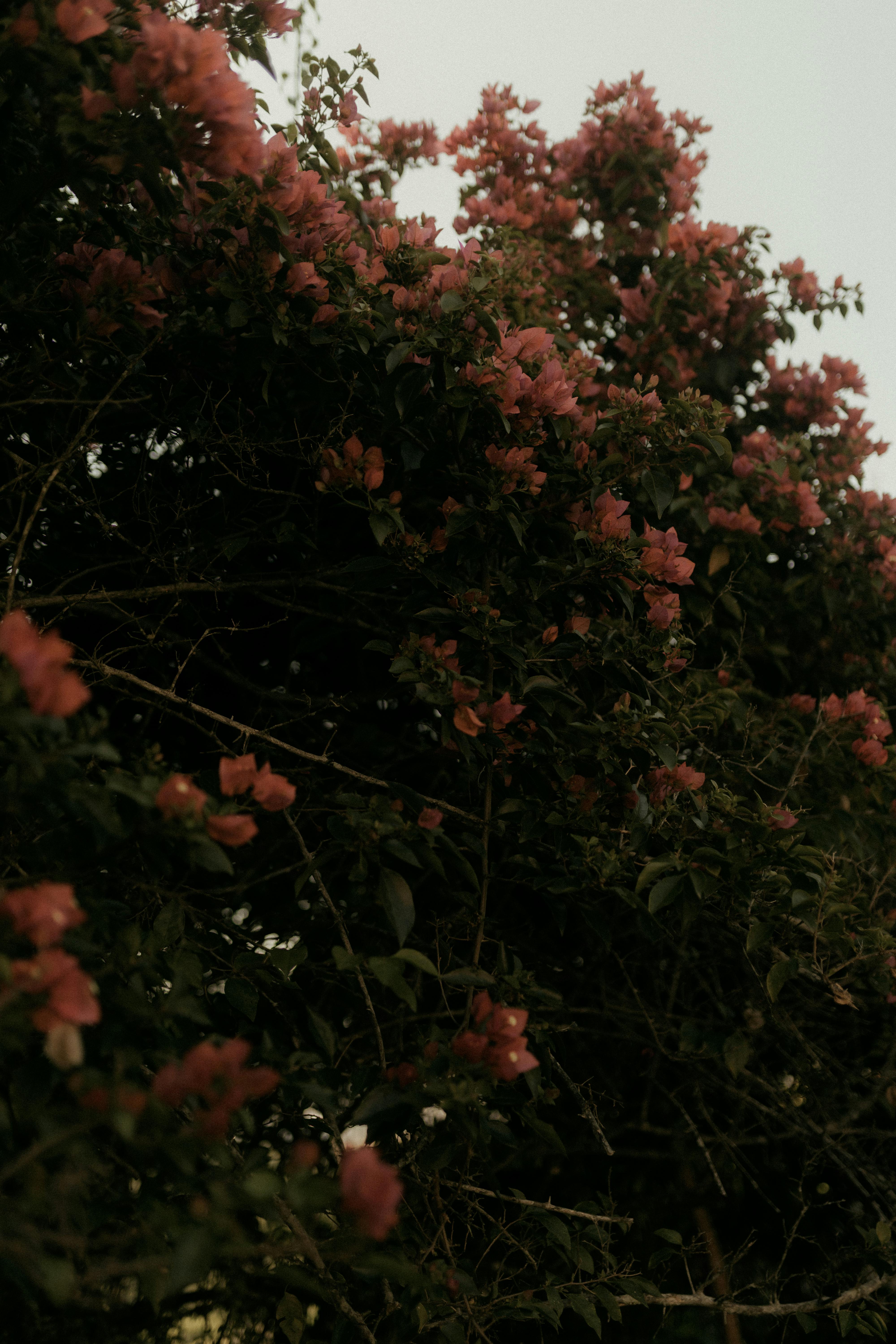 grátis Vibrantes flores de buganvília rosa preenchem a moldura com folhagem exuberante. Foto profissional