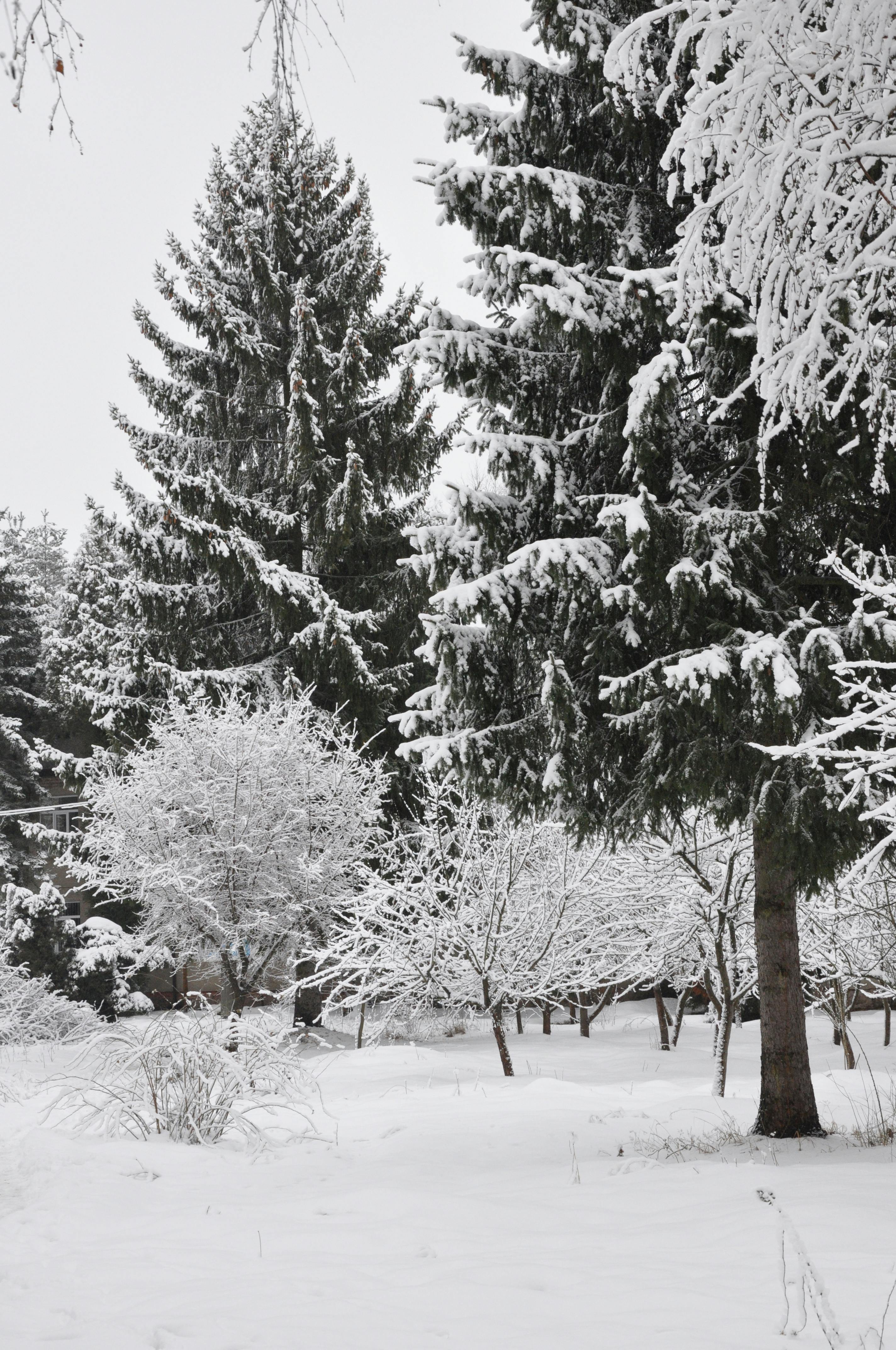 ingyenes Nyugodt havas erdei jelenet örökzöld fákkal télen. Stockfotó