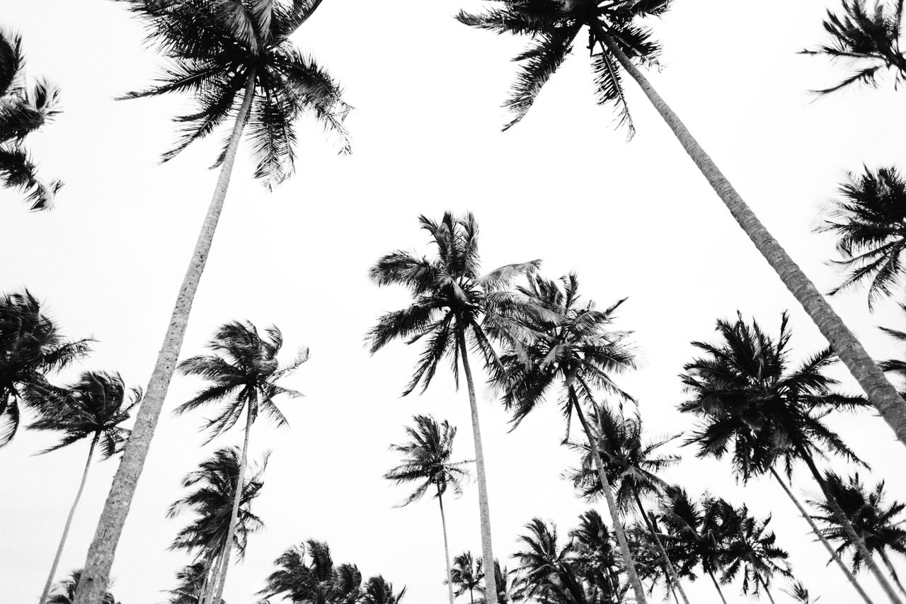 a striking black and white image of tall palm trees reaching towards t