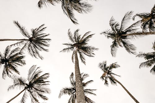 Gratis lagerfoto af fotografering fra lav vinkel, frøperspektiv, kokostræer