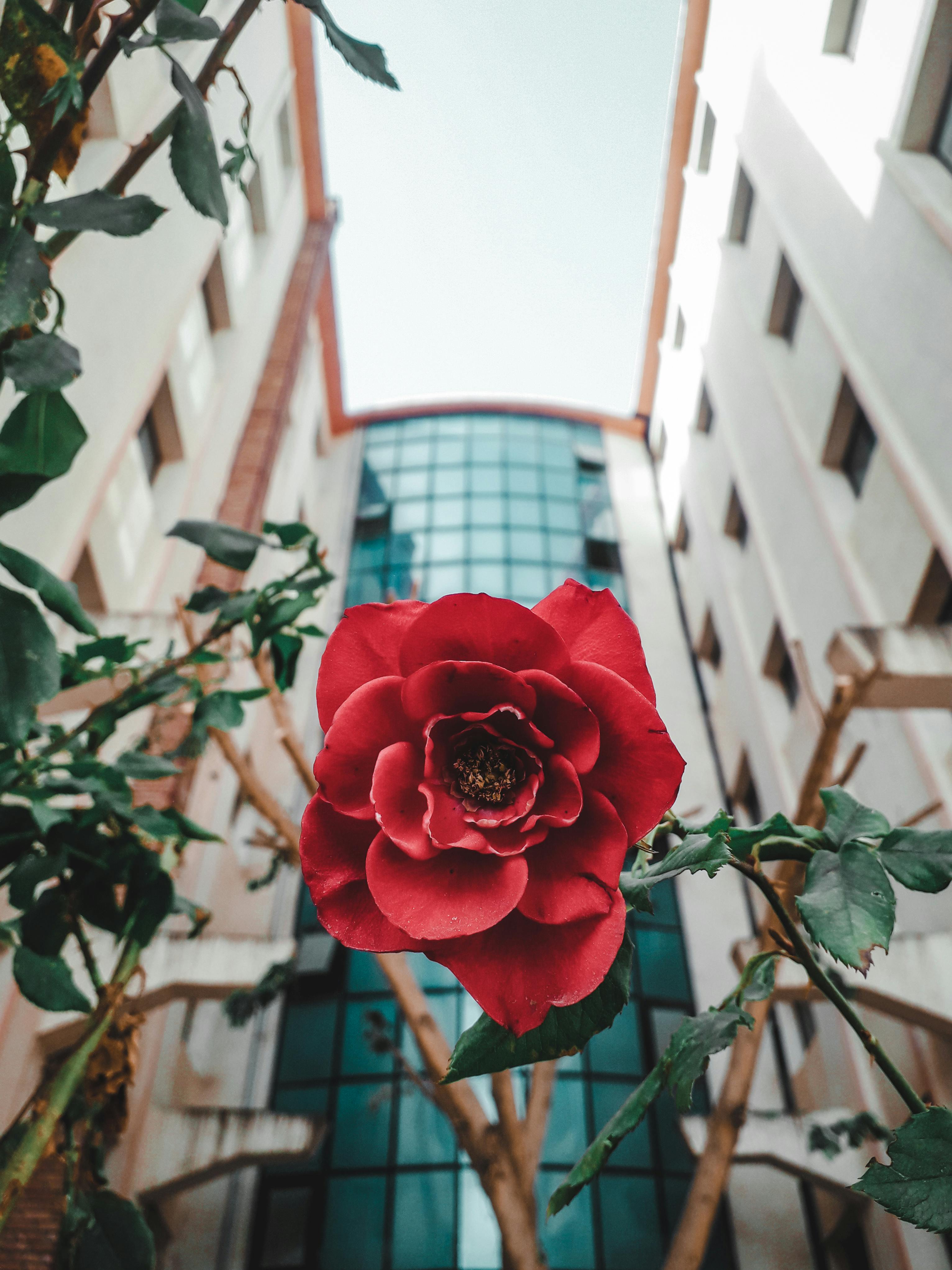 Roses in Garden by Residential Building · Free Stock Photo