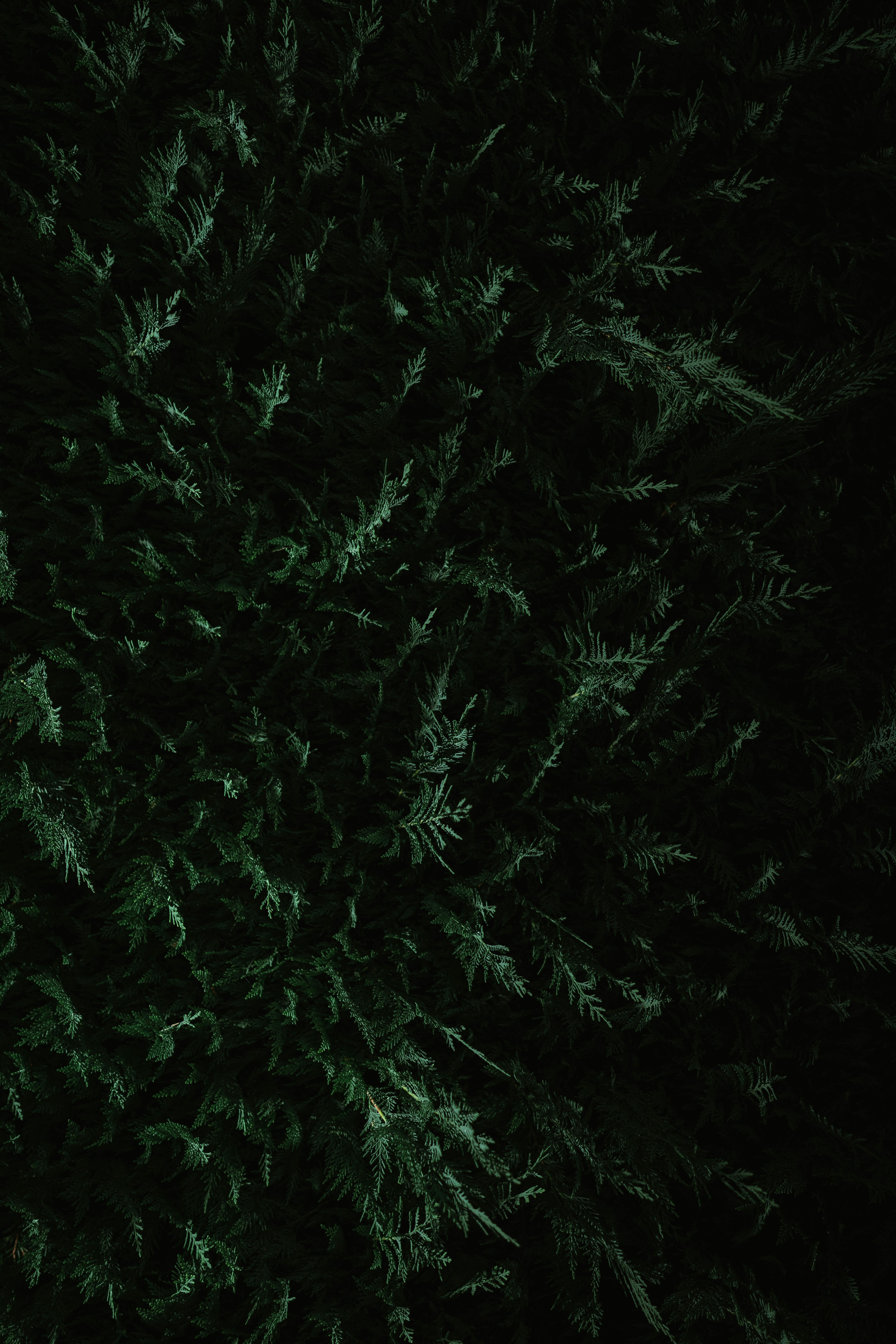 Ingyenes stockfotó árnyékok, béke, békés témában Stockfotó