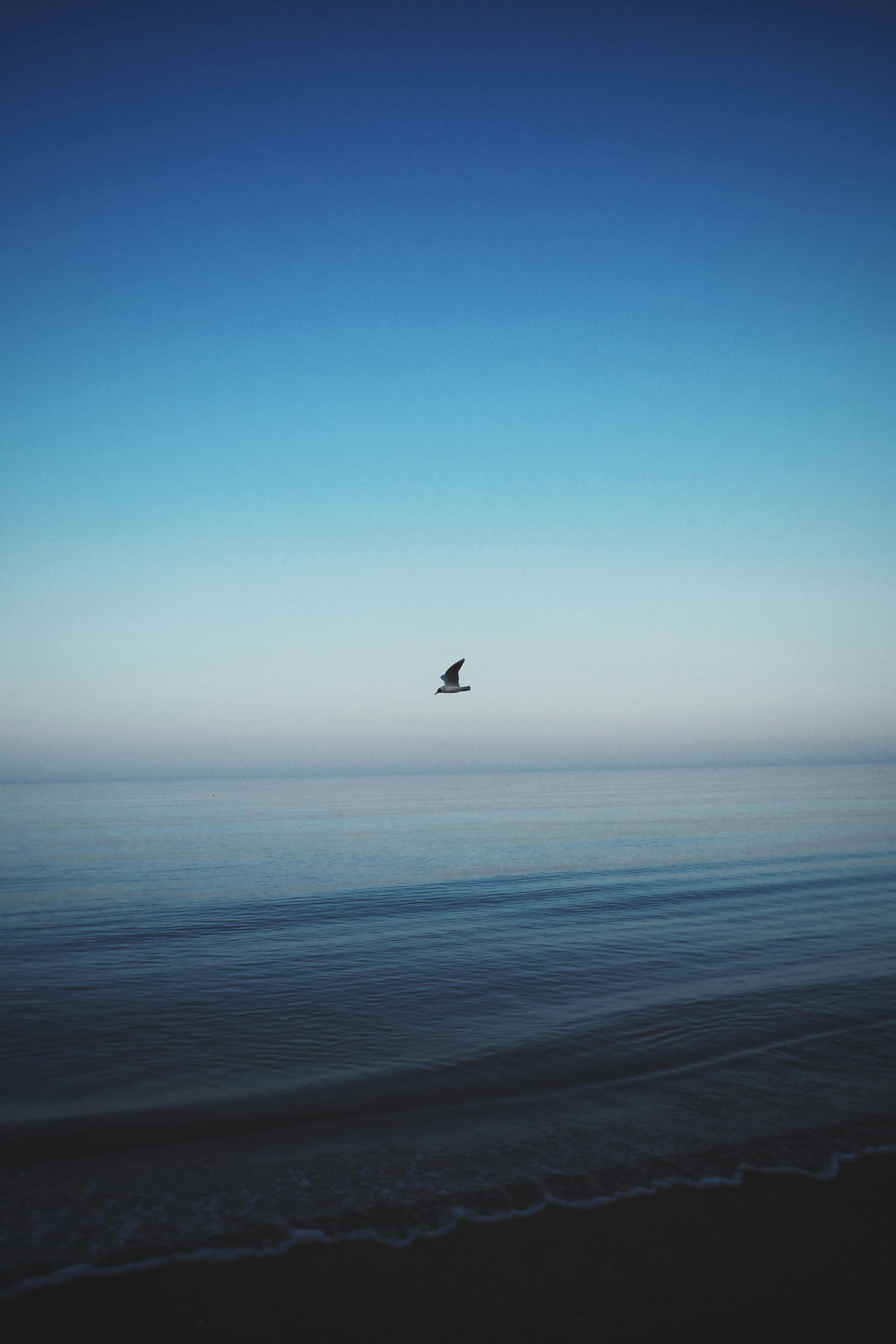 Ücretsiz Sakin okyanusun üzerinde, gün batımının renk değiştirdiği gökyüzüne karşı yalnız bir martı uçuyor ve huzurlu bir manzara oluşturuyor. Stok Fotoğraflar