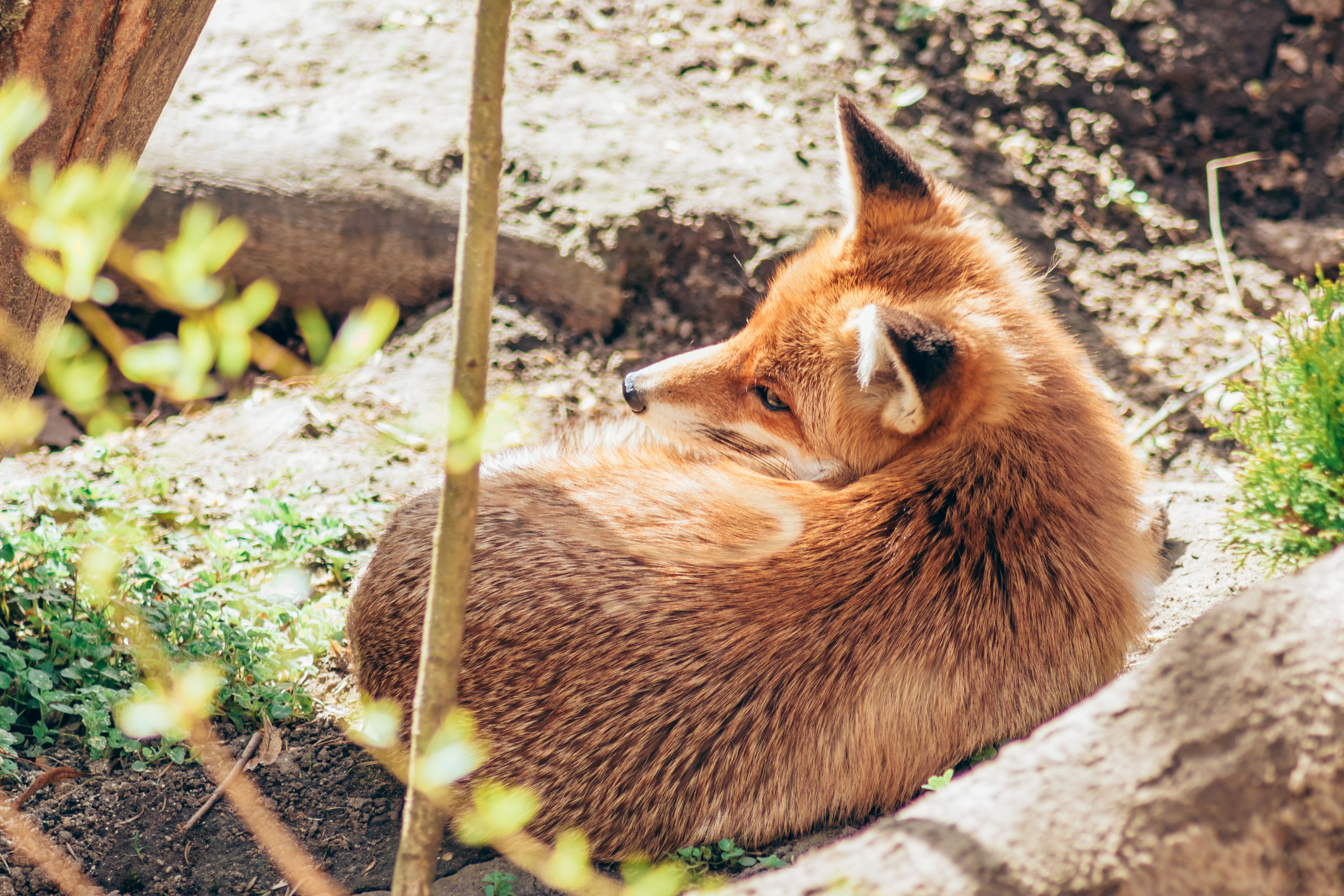 Le Renard Doré : Avis & Réservation