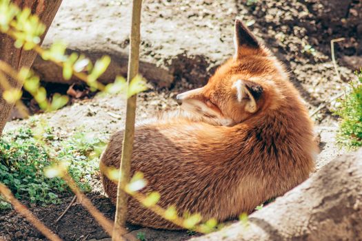 fox photo
