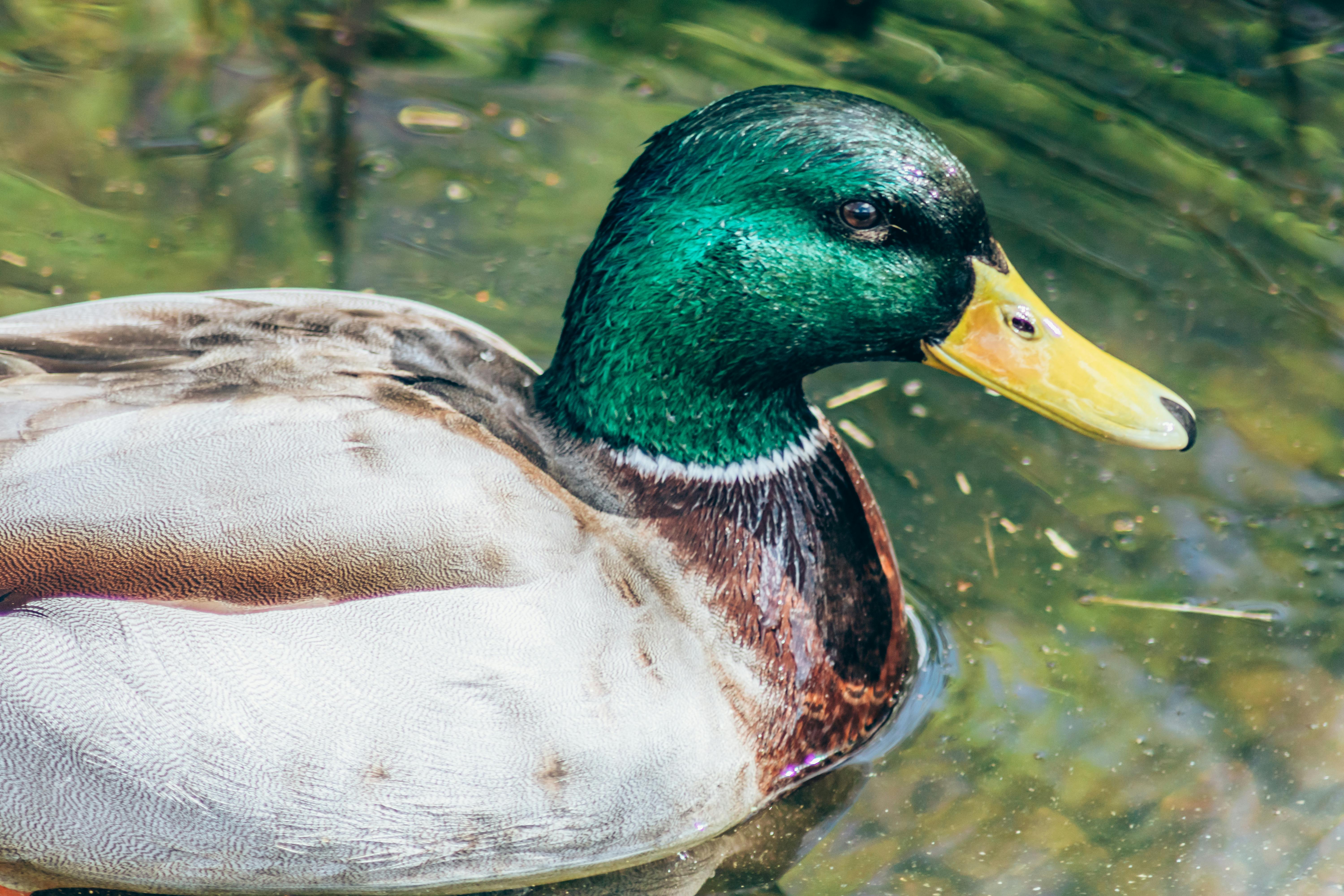 2012 Review of Drake Software — Drake Tax — Photo by Mr Dr3igeteilt on Pexels