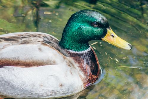 Free A detailed shot of a mallard duck with iridescent green plumage swimming in a calm pond. Stock Photo