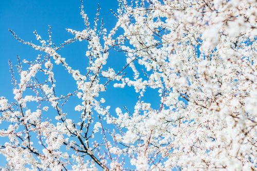 Free Beautiful cherry blossoms in full bloom during spring with a clear blue sky background. Stock Photo