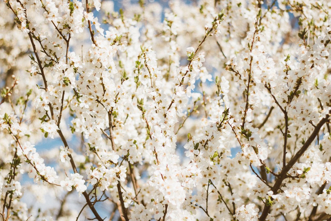 white cherry blossoms blooming abundantly in sunny spring outdoors