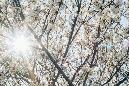 Bright sunlight streams through cherry blossom branches, capturing the essence of spring.
