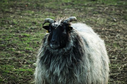 Free Detailed portrait of a black-faced sheep with prominent horns standing on grassy field. Stock Photo