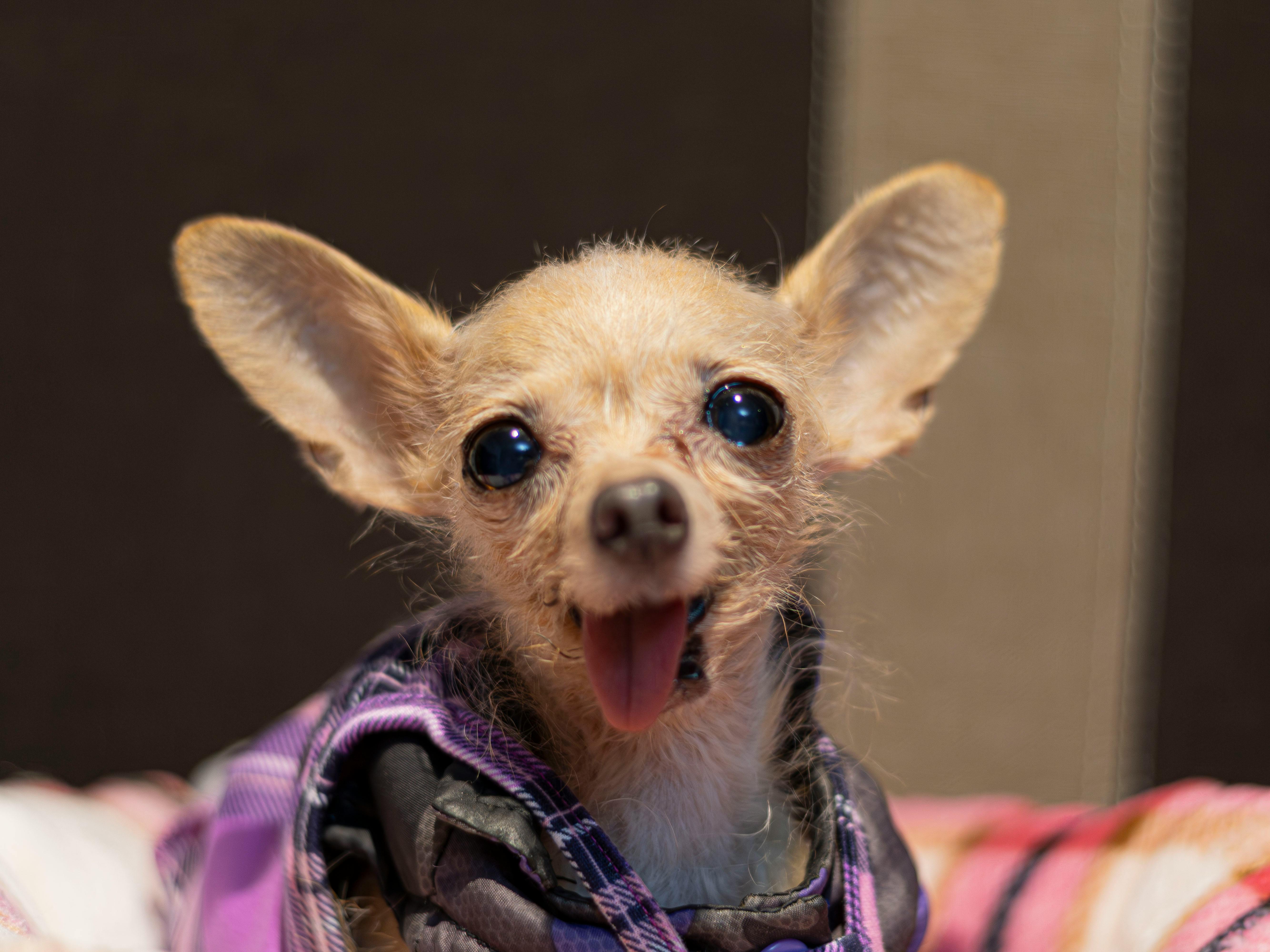How San Diego pet owners can save with virtual vet visits - nbcsandiego.com — Photo by Irene Constantino on Pexels