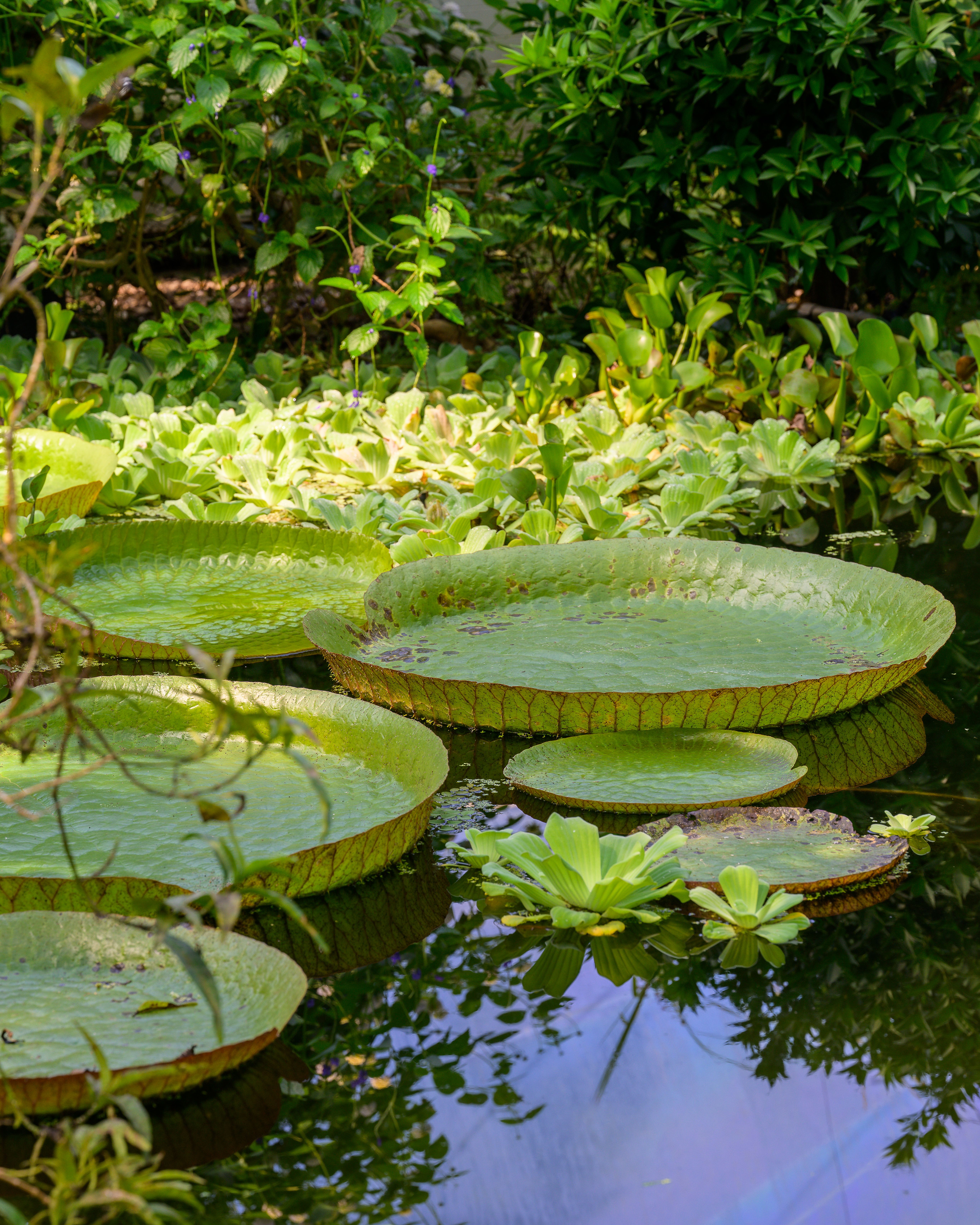 Tranquil scene of oversized lily pads in a serene garden pond in Århus, Denmark.