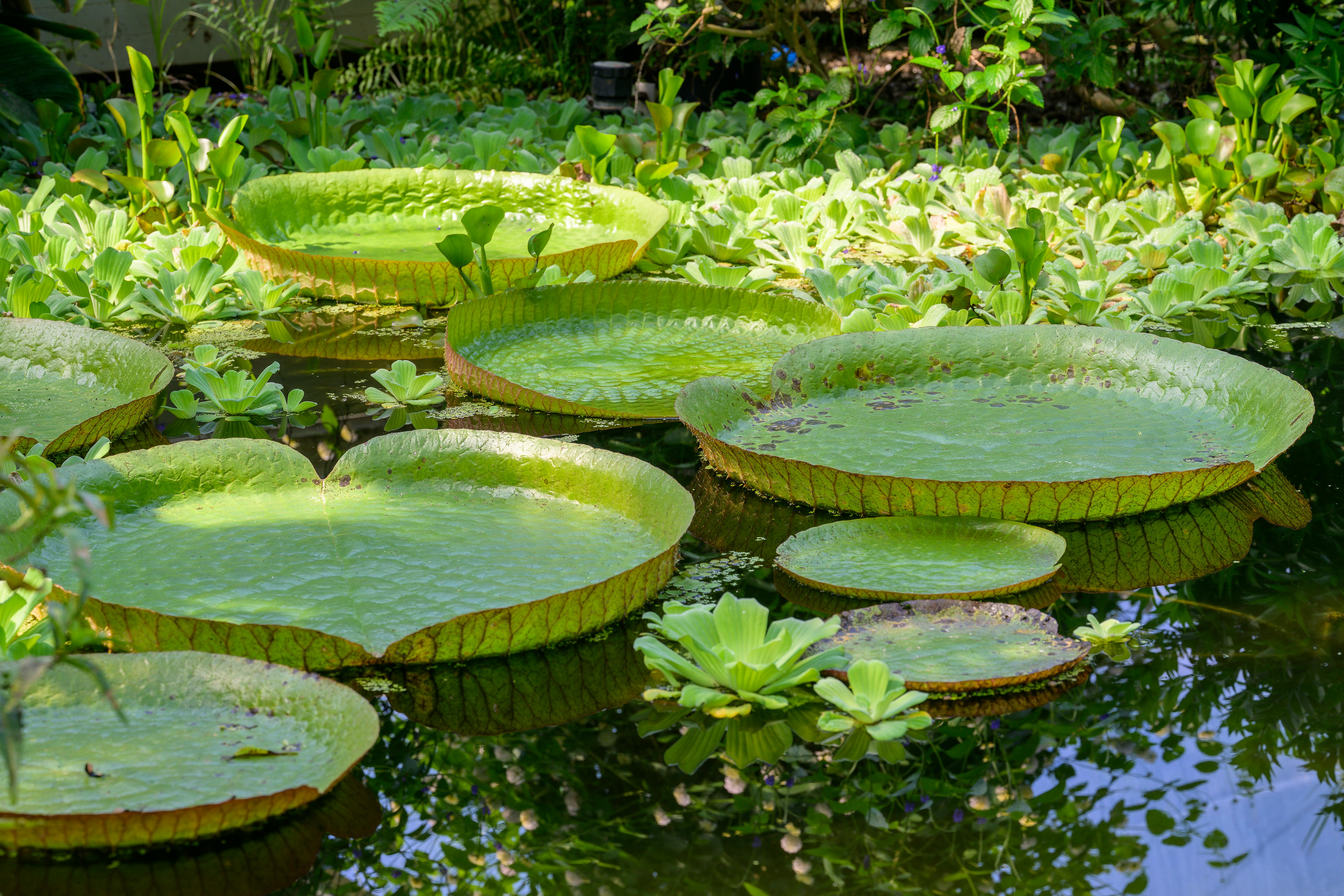 Δωρεάν Ζωντανά γιγάντια νούφαρα που επιπλέουν ειρηνικά σε μια καταπράσινη λιμνούλα κήπου. Φωτογραφία από στοκ φωτογραφιών