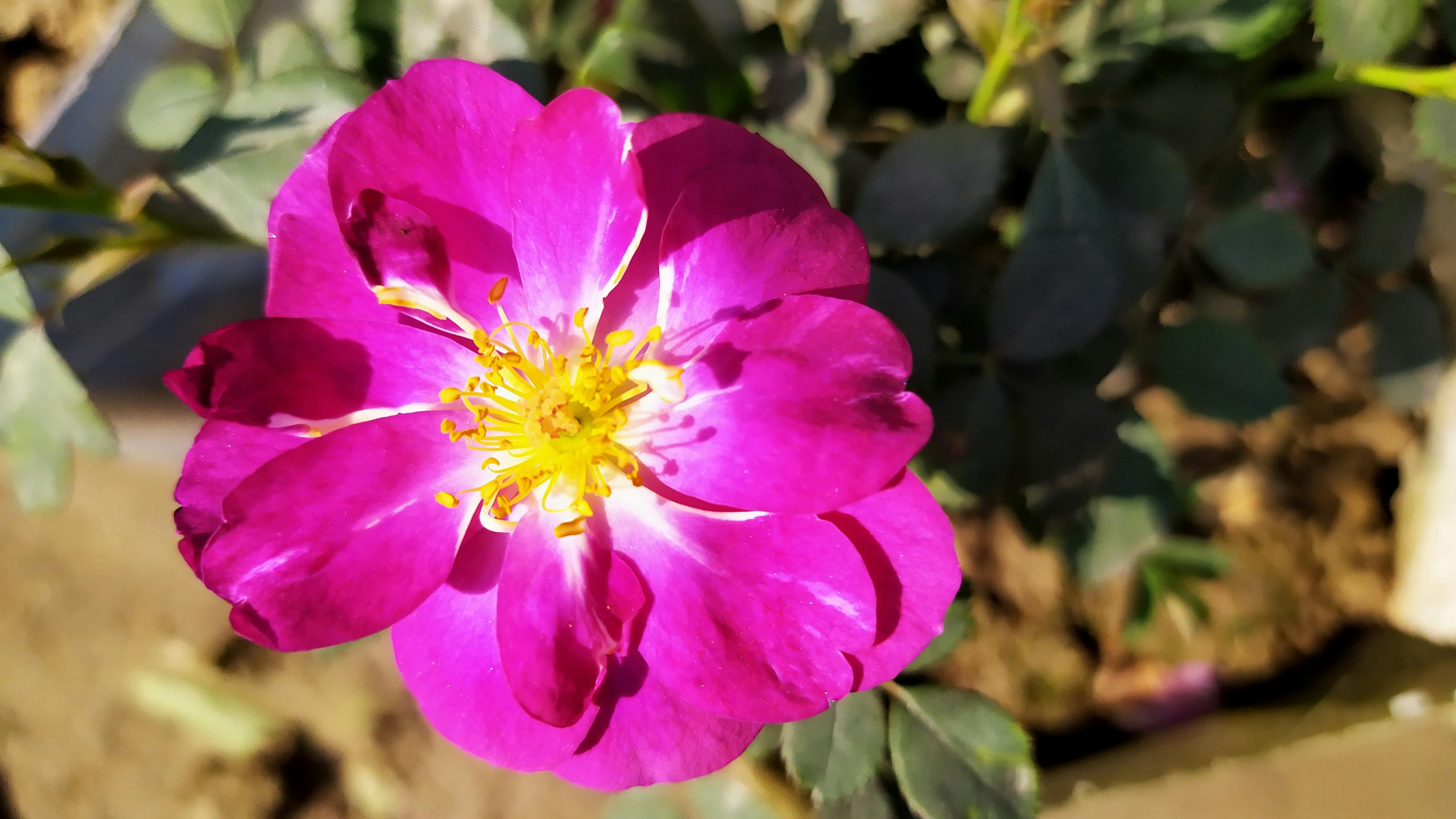 فيرناندو فالنسيا