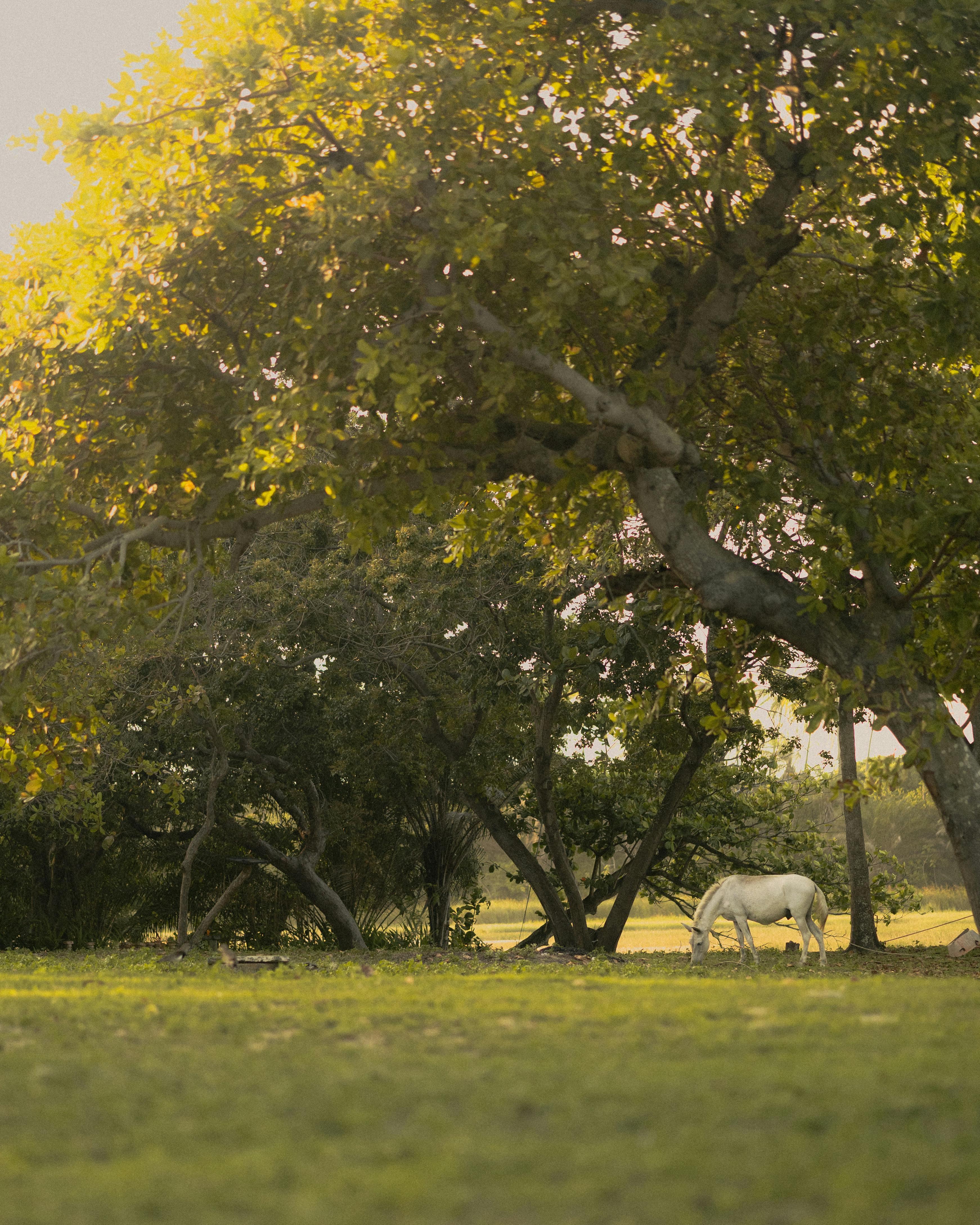 Gratis Una scena tranquilla di un cavallo bianco che pascola sotto alberi rigogliosi in un tranquillo ambiente di campagna. Foto a disposizione