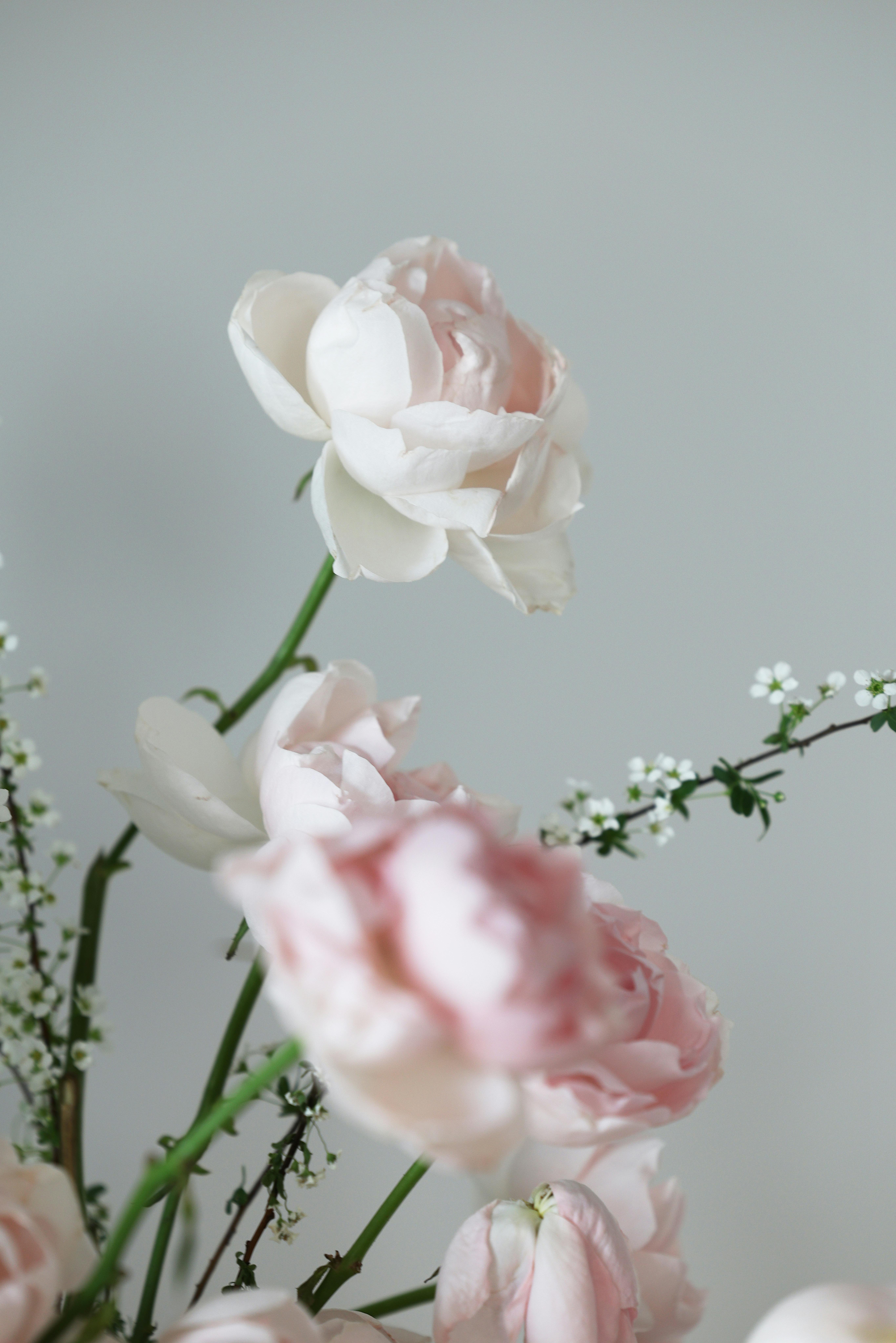 Gratis Un delicato bouquet di rose rosa tenue in un ambiente interno minimalista, che cattura l'eleganza naturale. Foto a disposizione