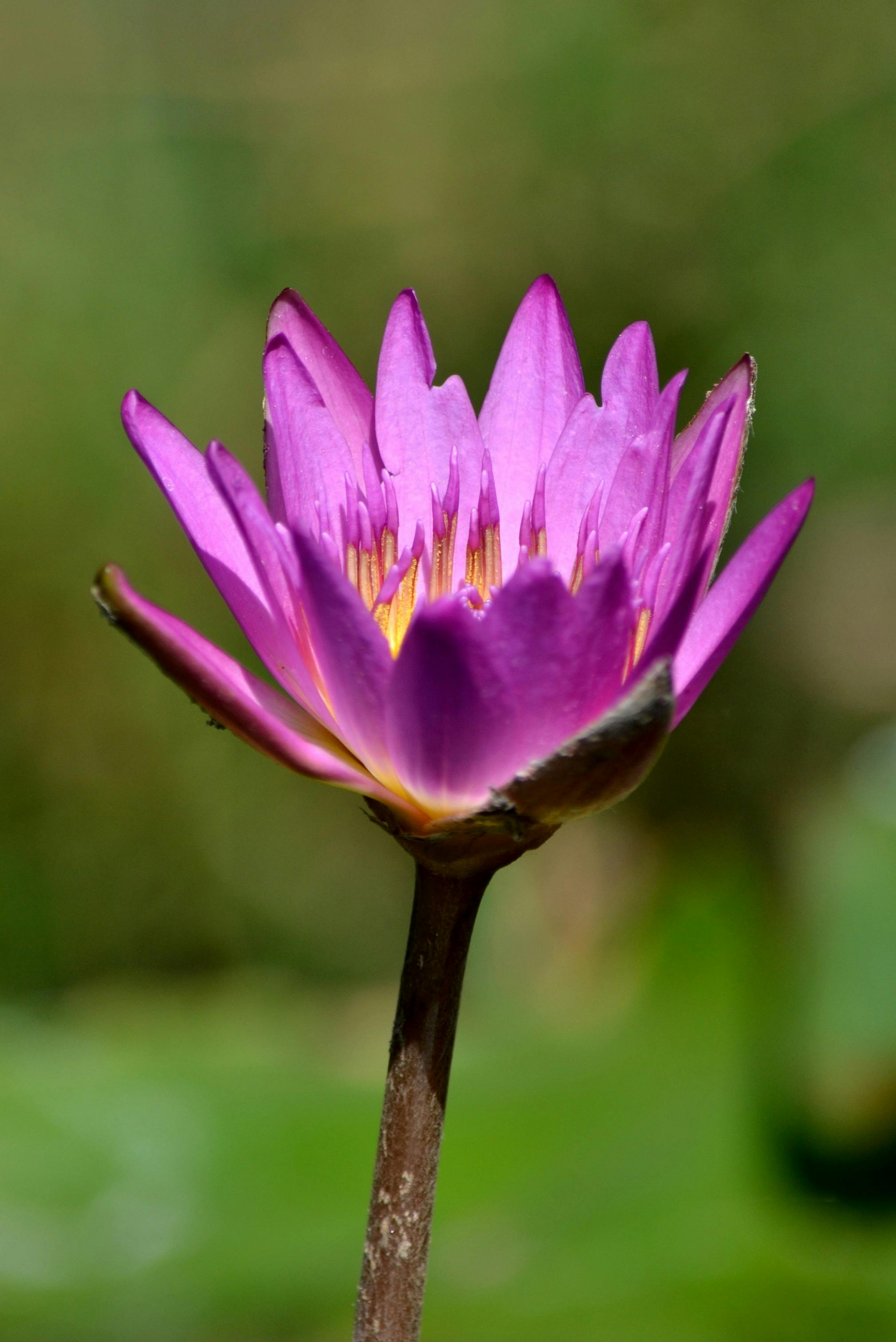 ingyenes Lenyűgöző közeli kép egy virágzó lila tündérrózsáról, kiemelve egzotikus szépségét. Stockfotó