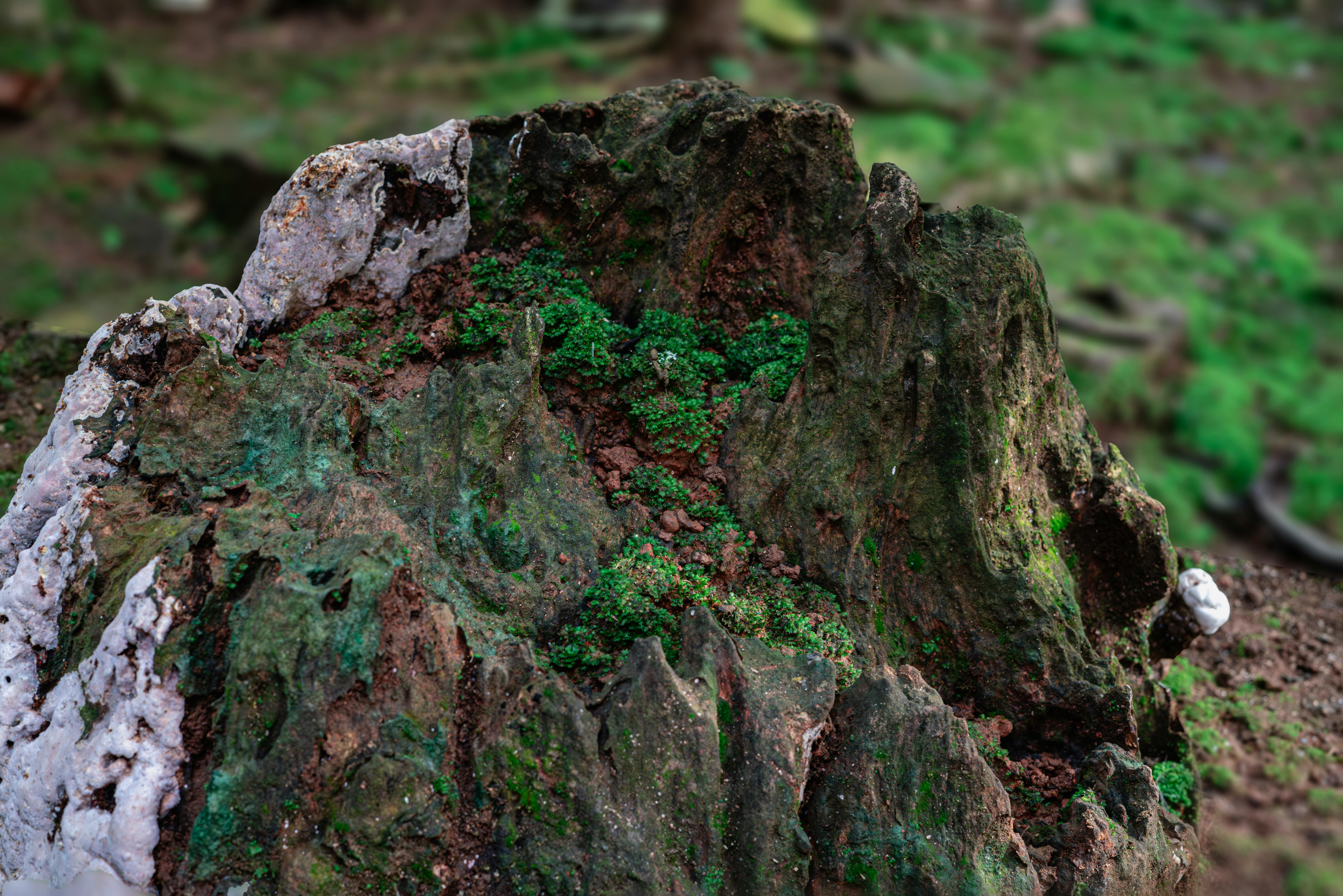Ingyenes stockfotó a biológiai sokféleség, a vadvilág élőhelye, Ázsia témában Stockfotó