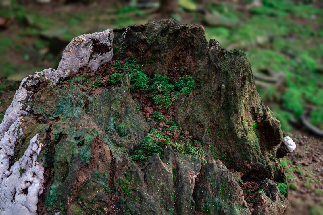 Moss Formations On Rocks Close-up of Moss and Rock Formations in Banten Forest · Free Stock Photo
