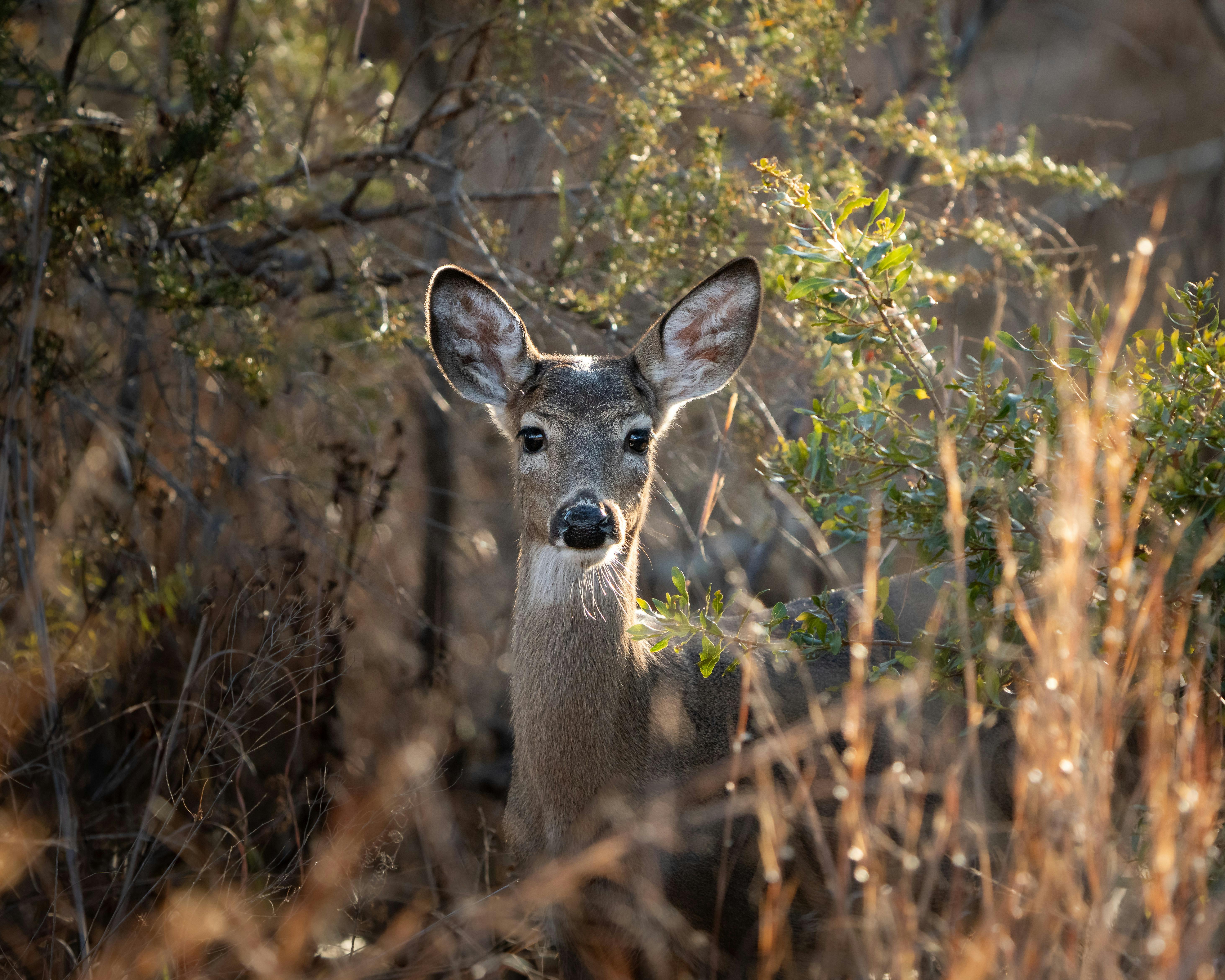 ingyenes Egy szarvas éberen áll sűrű erdő lombozata között, természetes fényben fotózva. Stockfotó