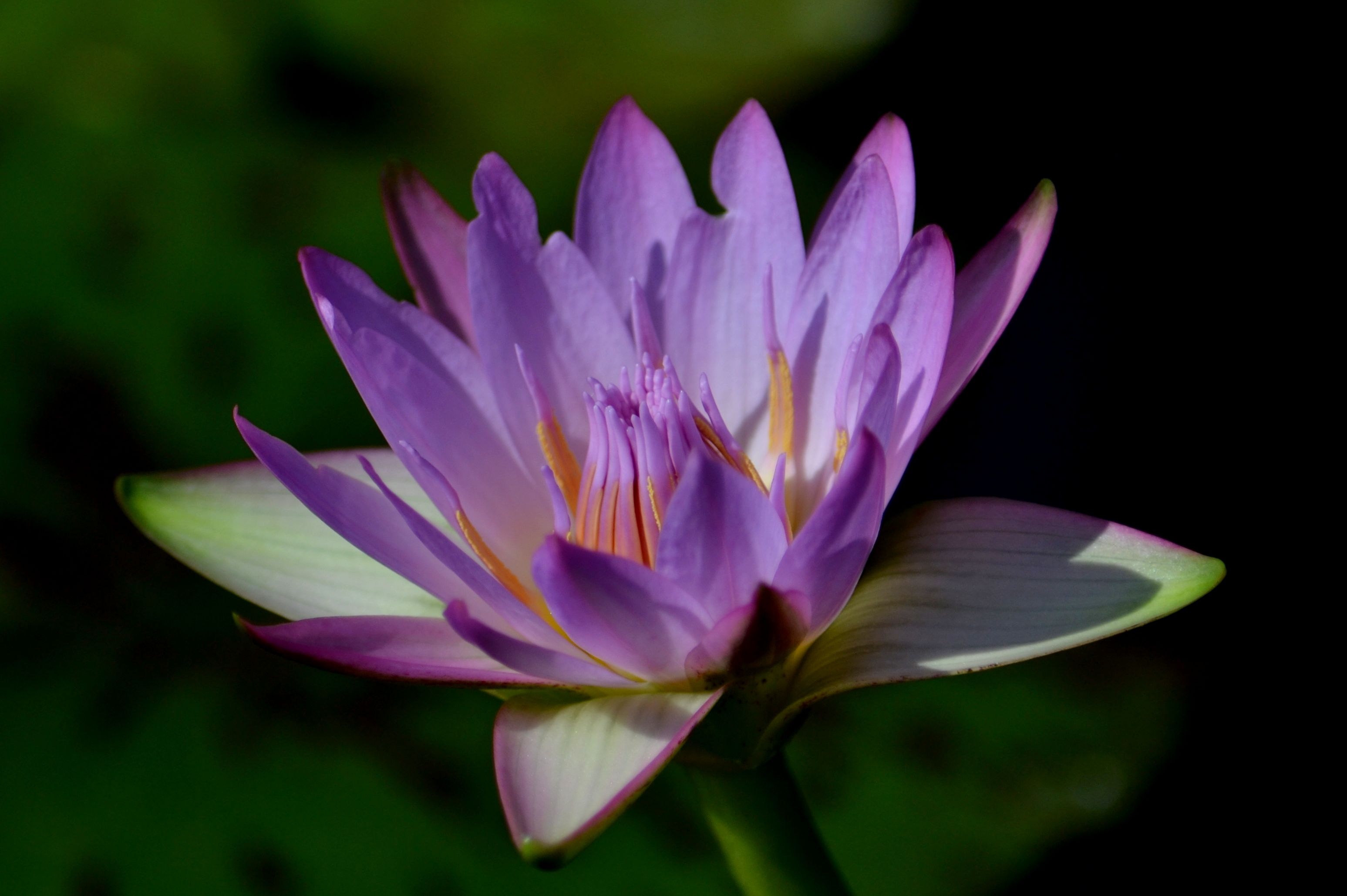 Vibrant Purple Water Lily in Bandung, Indonesia · Free Stock Photo