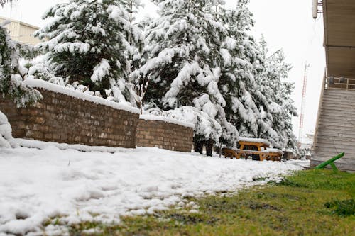 Foto d'estoc gratuïta de afganistan, avet, blanc