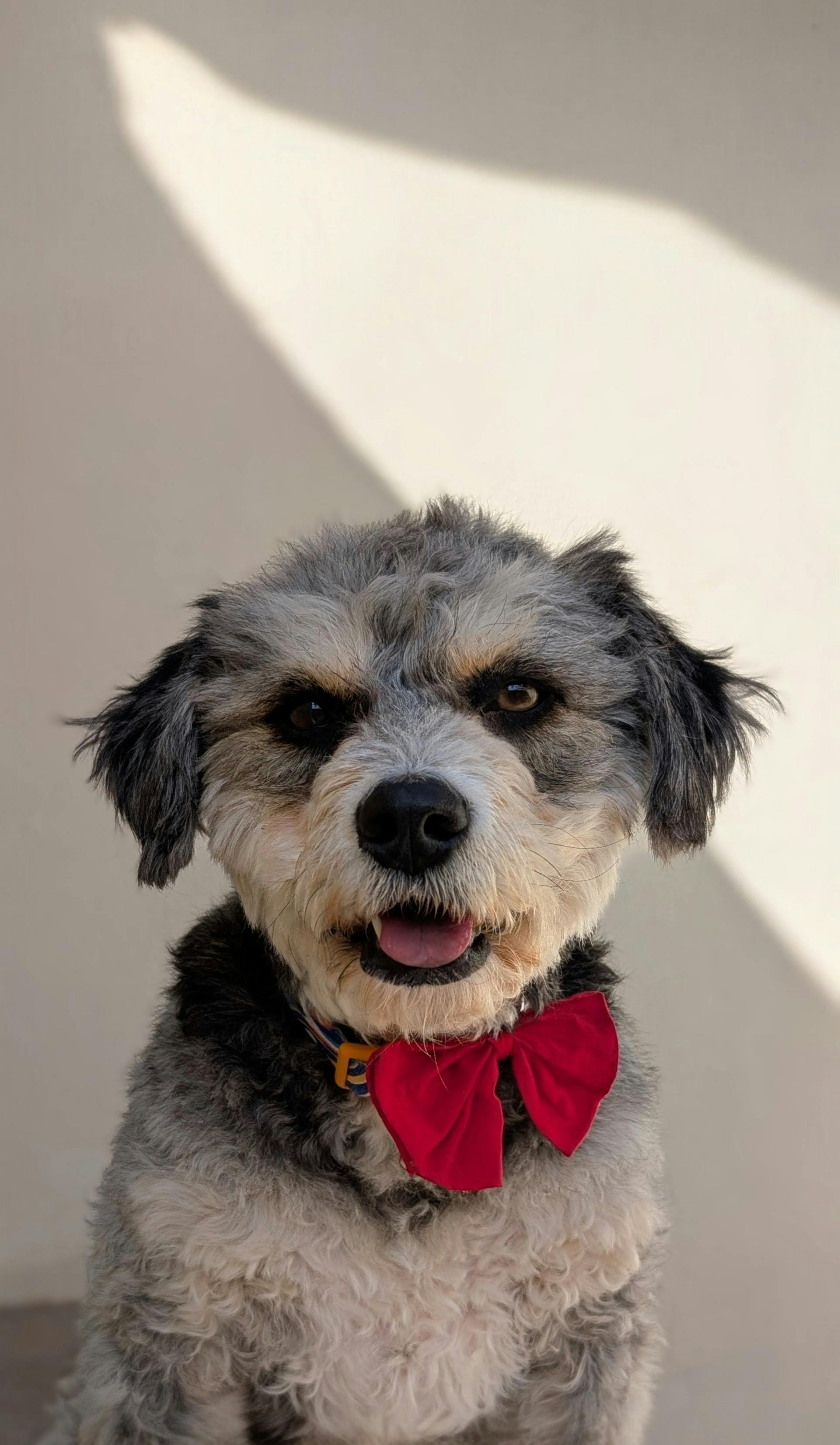 Gratis Immagine gratuita di abbigliamento per cani, accessori per cani, accessorio rosso Foto a disposizione