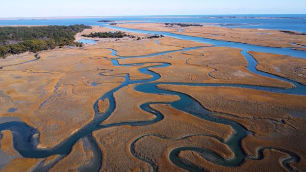Aerial view of winding tidal channels through a salt marsh, photo by Jonathan David on Pexels